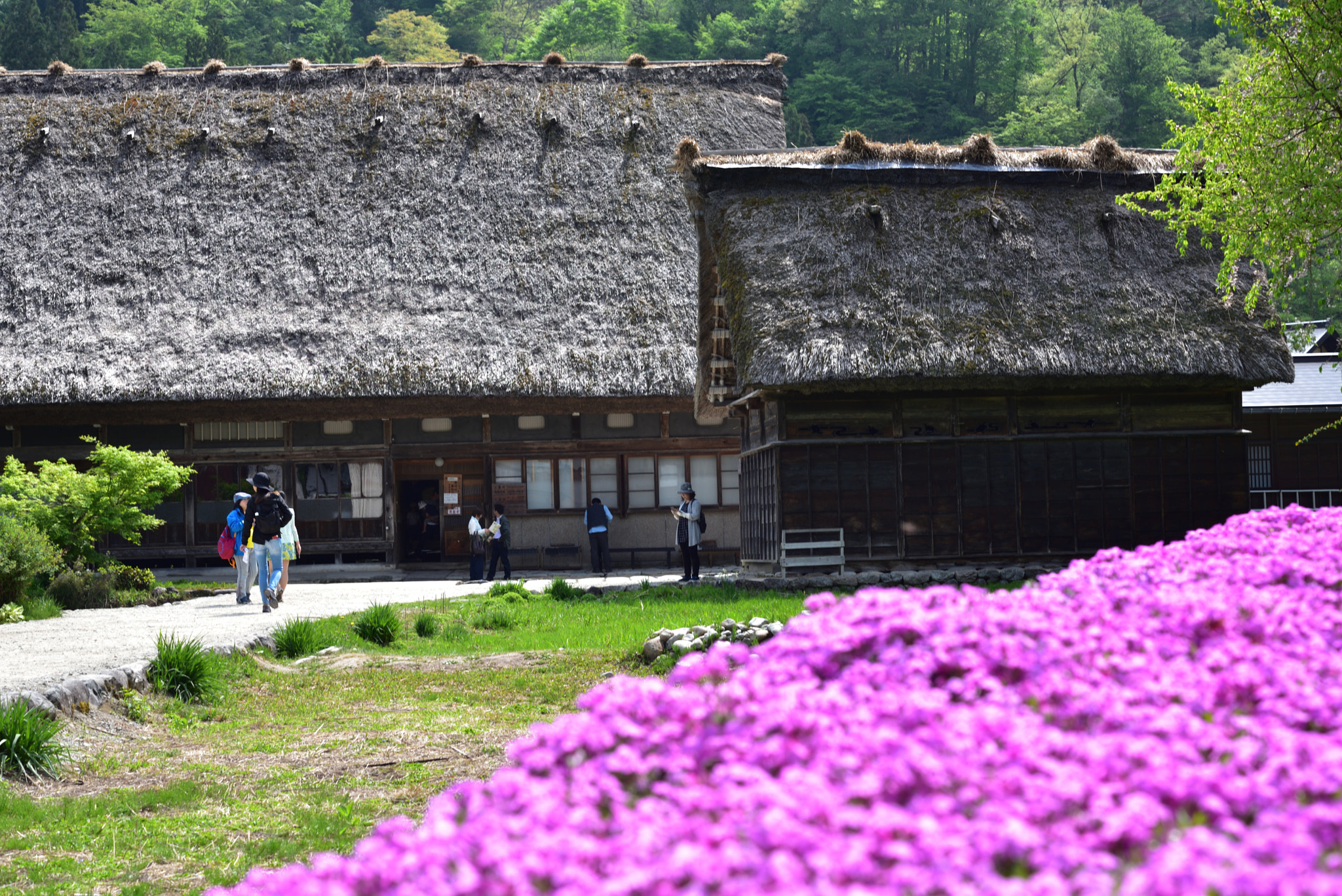 Nikon D750 + Nikon AF-S Micro-Nikkor 60mm F2.8G ED sample photo. シバザクラ 飛騨白川郷 photography