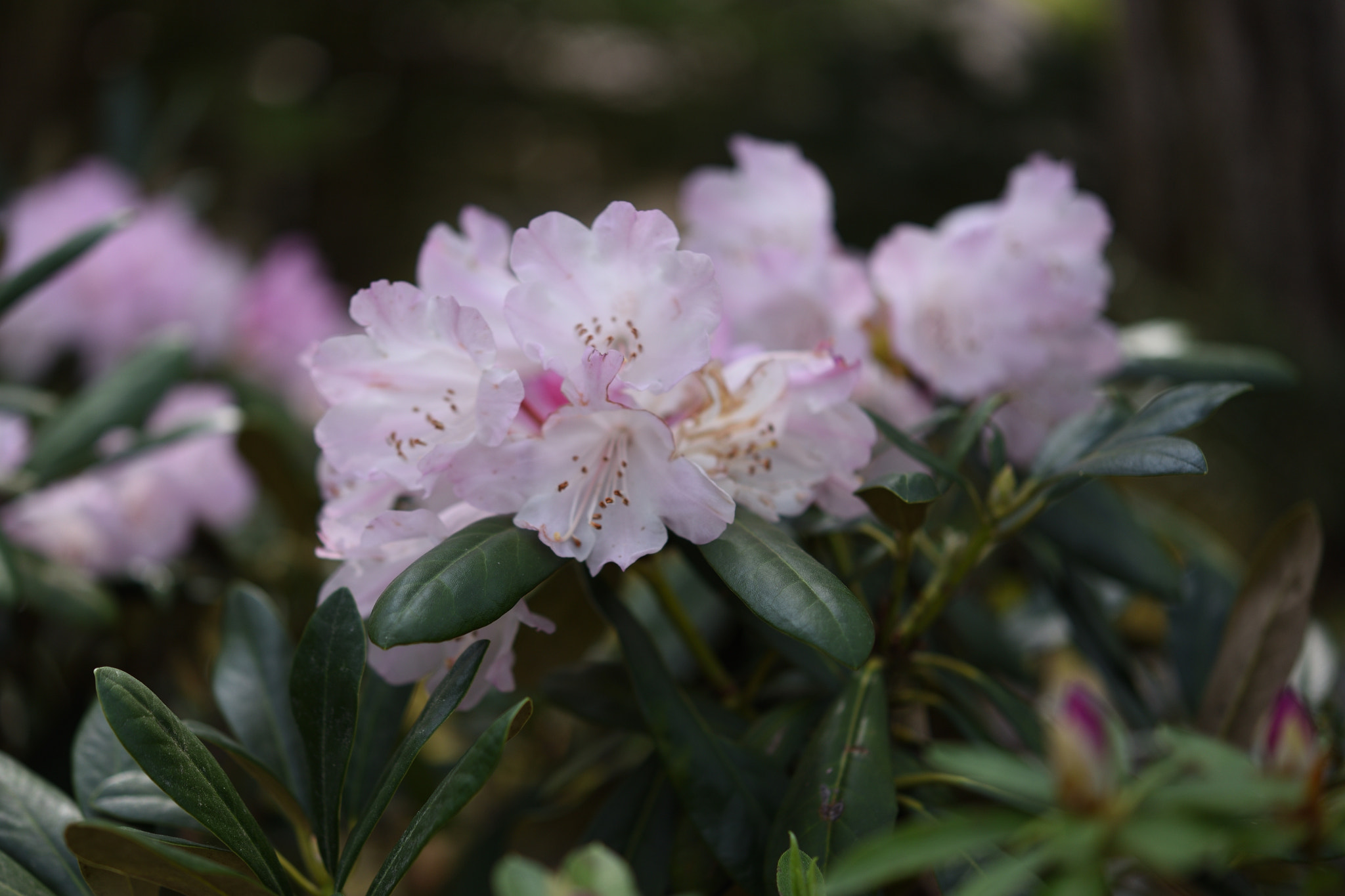Nikon AF-S Micro-Nikkor 60mm F2.8G ED sample photo. シャクナゲ 飛騨白川郷 photography