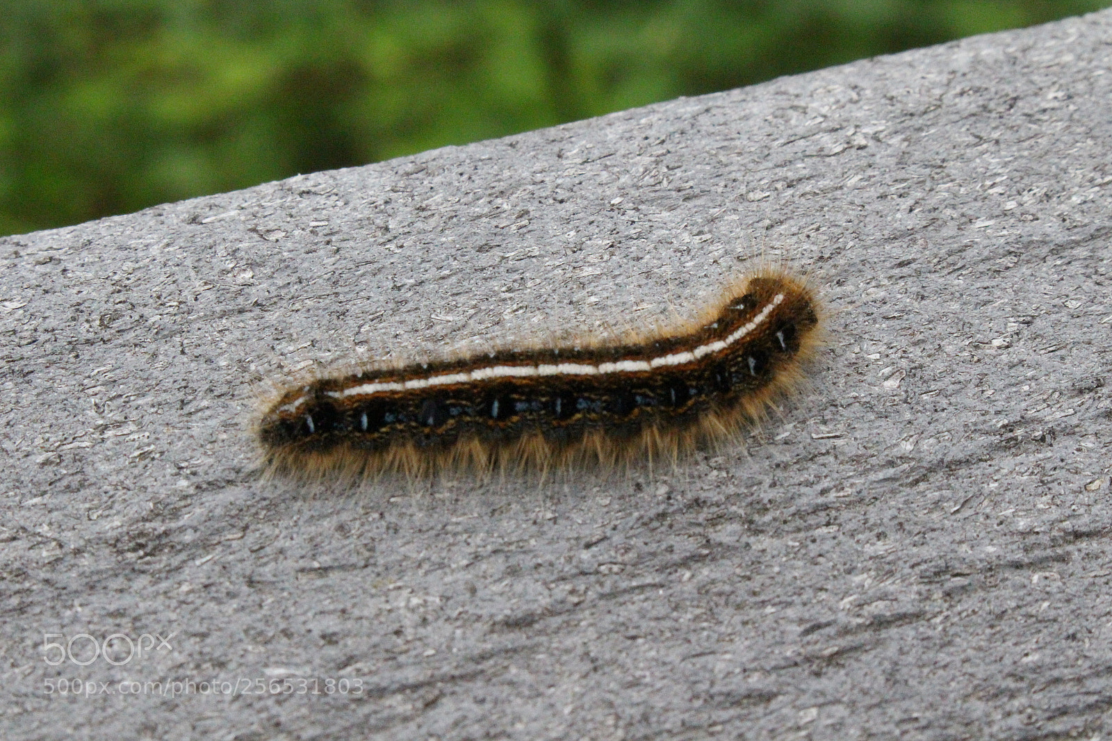 Canon EOS 700D (EOS Rebel T5i / EOS Kiss X7i) sample photo. John heinz wildlife refuge photography