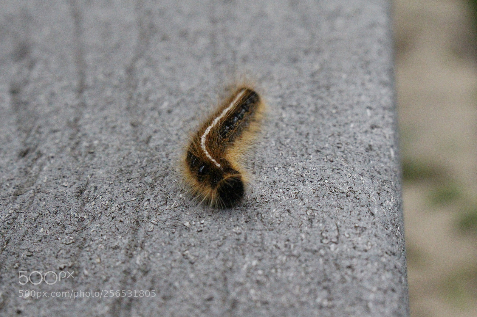 Canon EOS 700D (EOS Rebel T5i / EOS Kiss X7i) sample photo. John heinz wildlife refuge photography