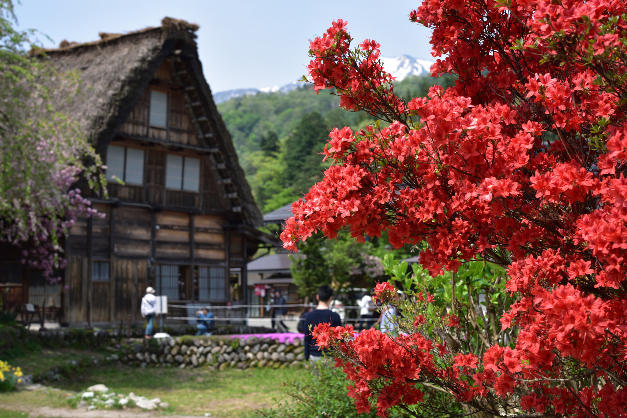 Nikon AF-S Micro-Nikkor 60mm F2.8G ED sample photo. ツツジ 飛騨白川郷 photography