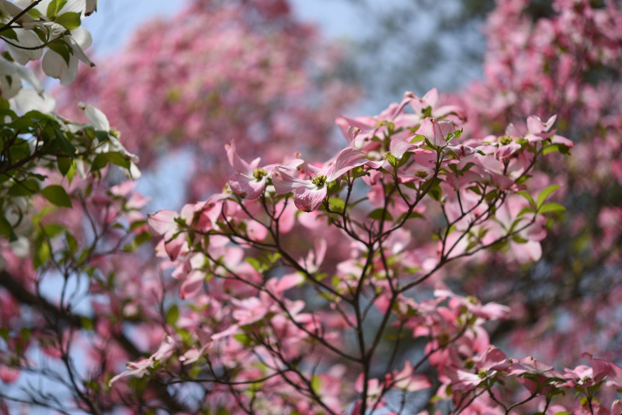Nikon AF-S Micro-Nikkor 60mm F2.8G ED sample photo. ハナミズキ 飛騨白川郷 photography