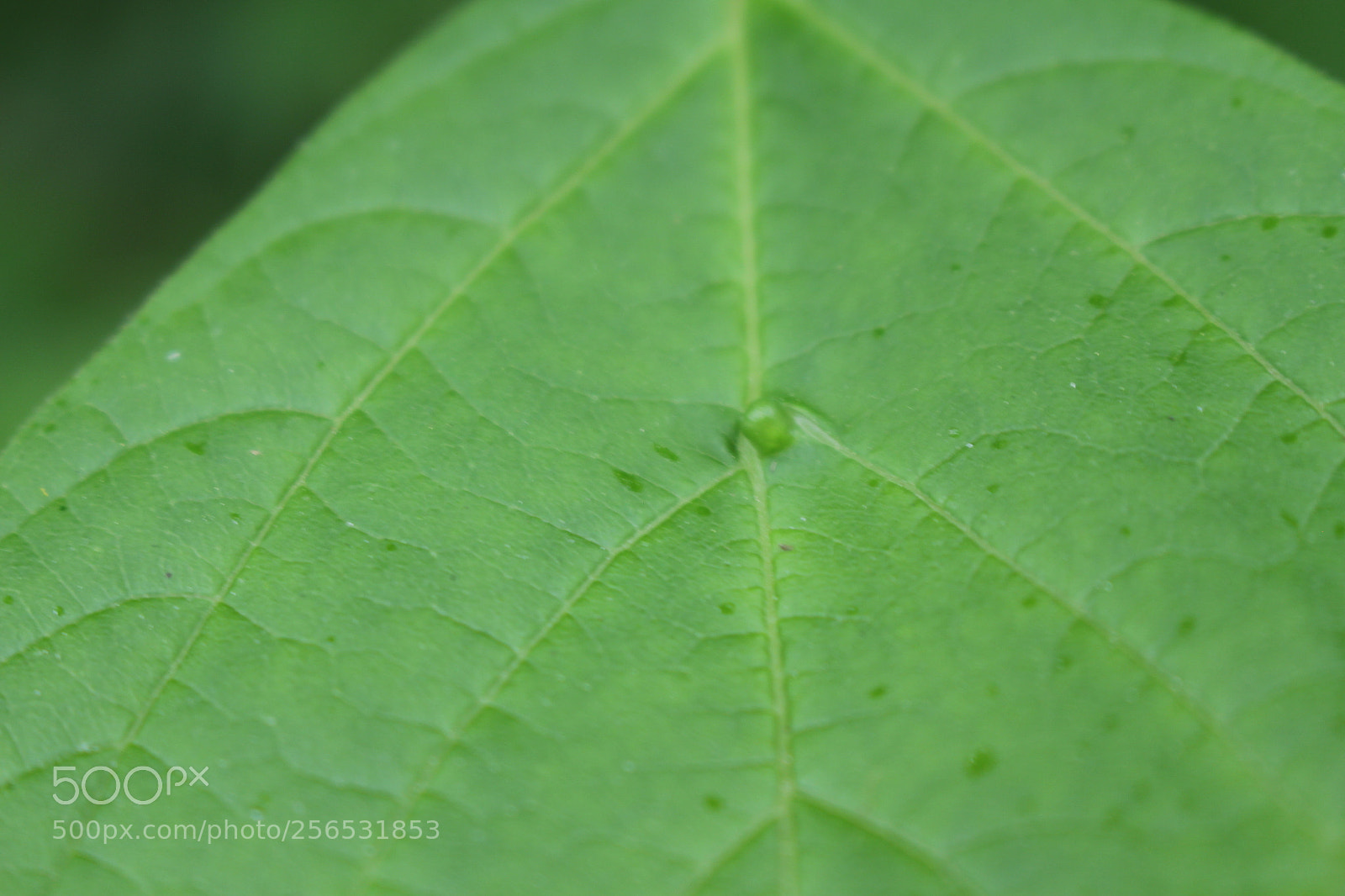 Canon EOS 700D (EOS Rebel T5i / EOS Kiss X7i) sample photo. John heinz wildlife refuge photography