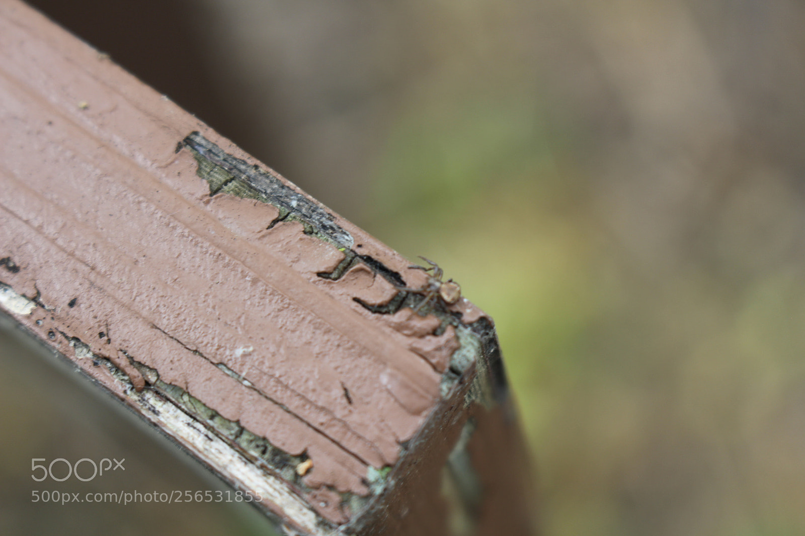 Canon EOS 700D (EOS Rebel T5i / EOS Kiss X7i) sample photo. John heinz wildlife refuge photography
