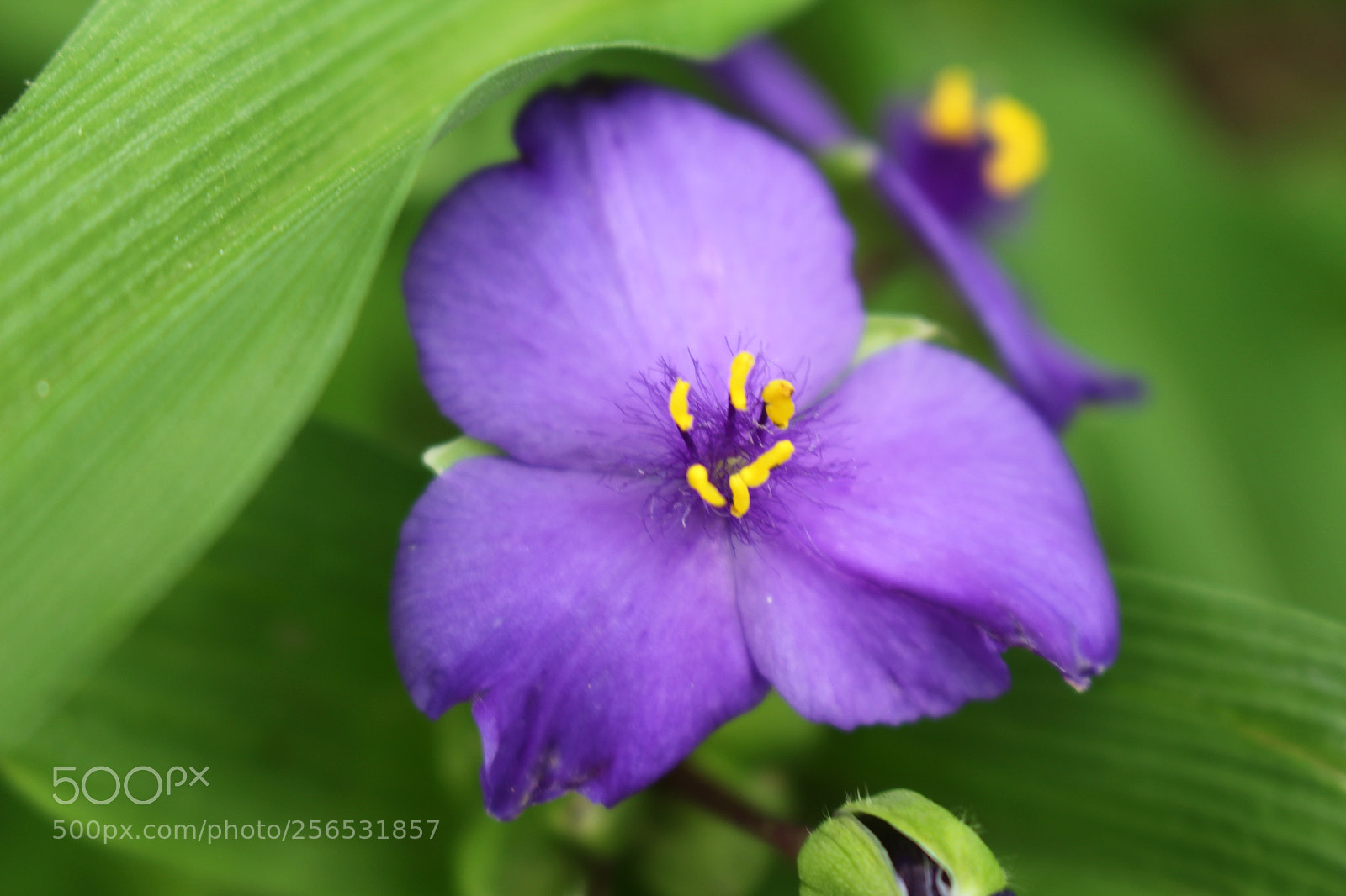 Canon EOS 700D (EOS Rebel T5i / EOS Kiss X7i) sample photo. John heinz wildlife refuge photography