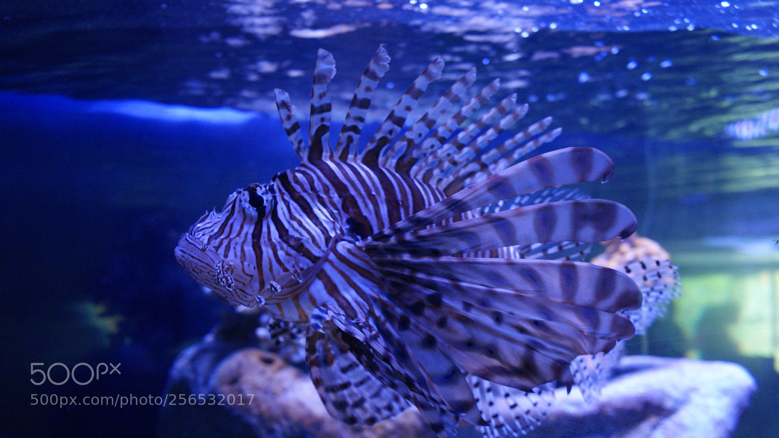 Sony DT 18-70mm F3.5-5.6 sample photo. Stranger fish photography