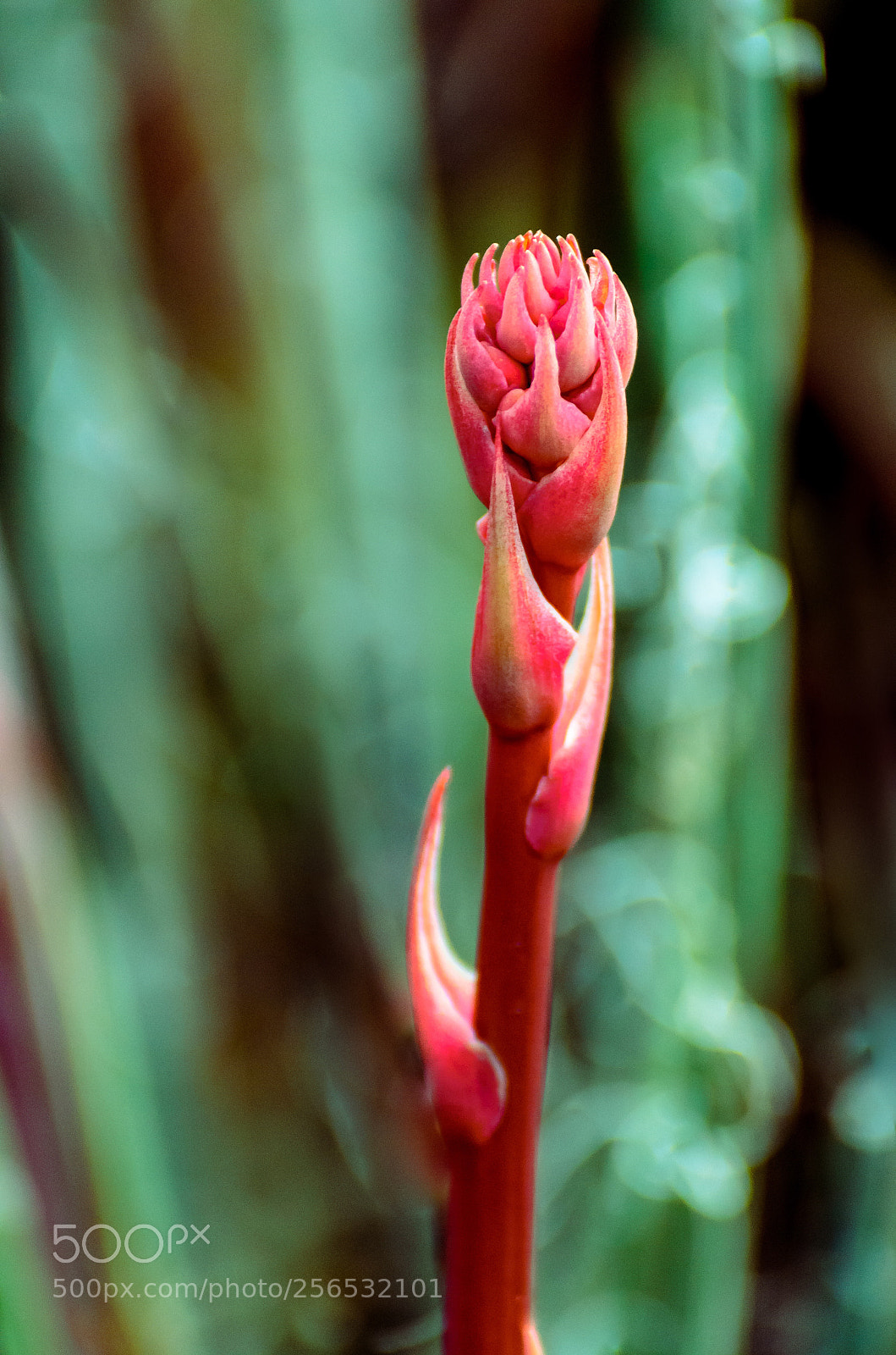 Nikon D7000 sample photo. Succulent bloom photography