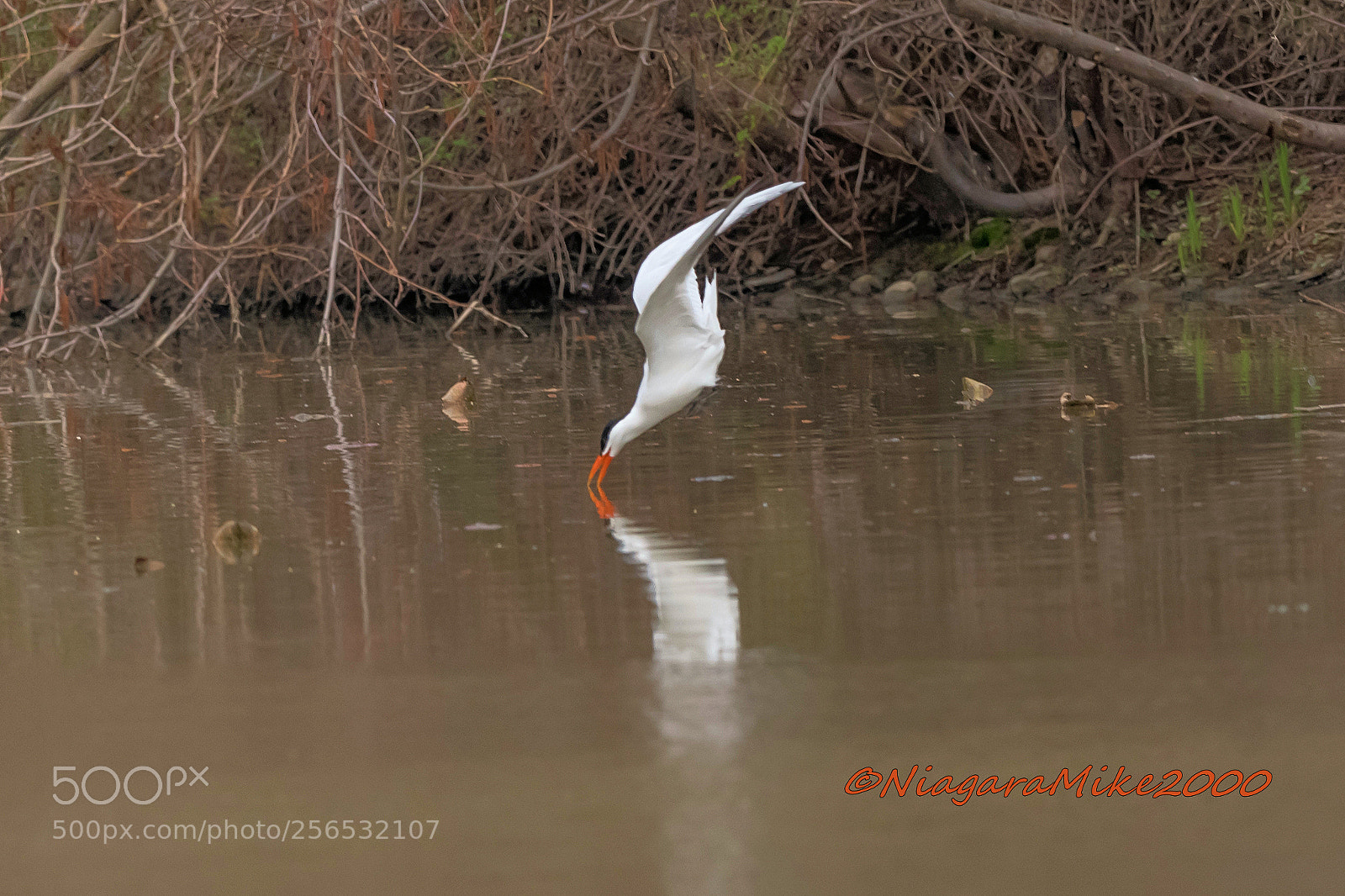 Nikon D850 sample photo. Caspian tern dive photography