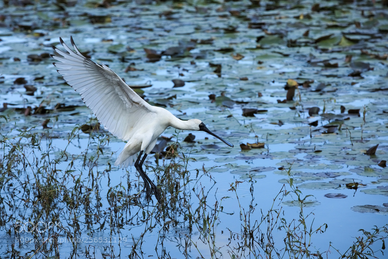 Canon EOS 5D Mark IV sample photo. Platalea regia photography