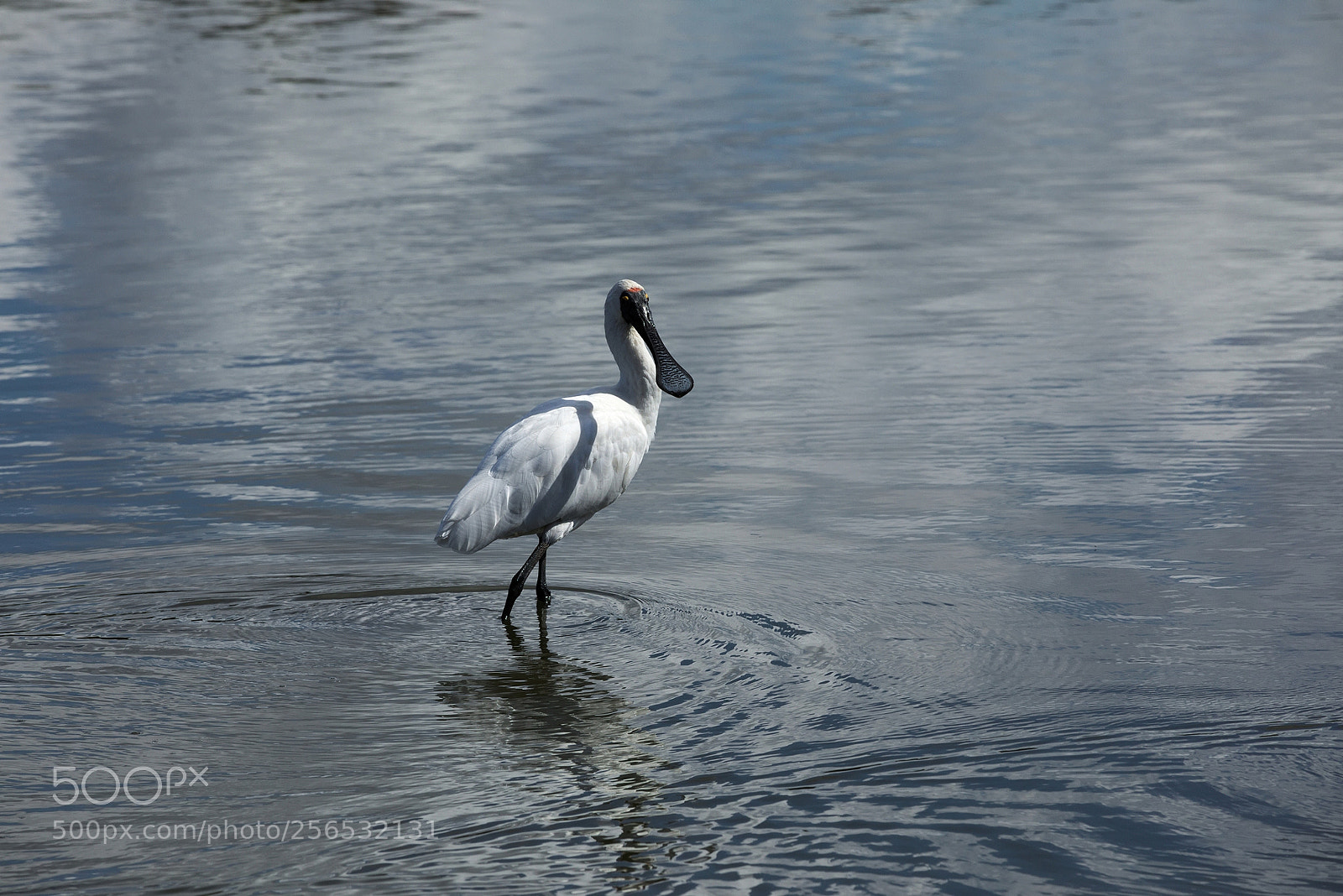 Canon EOS 5D Mark IV sample photo. Platalea regia 2 photography