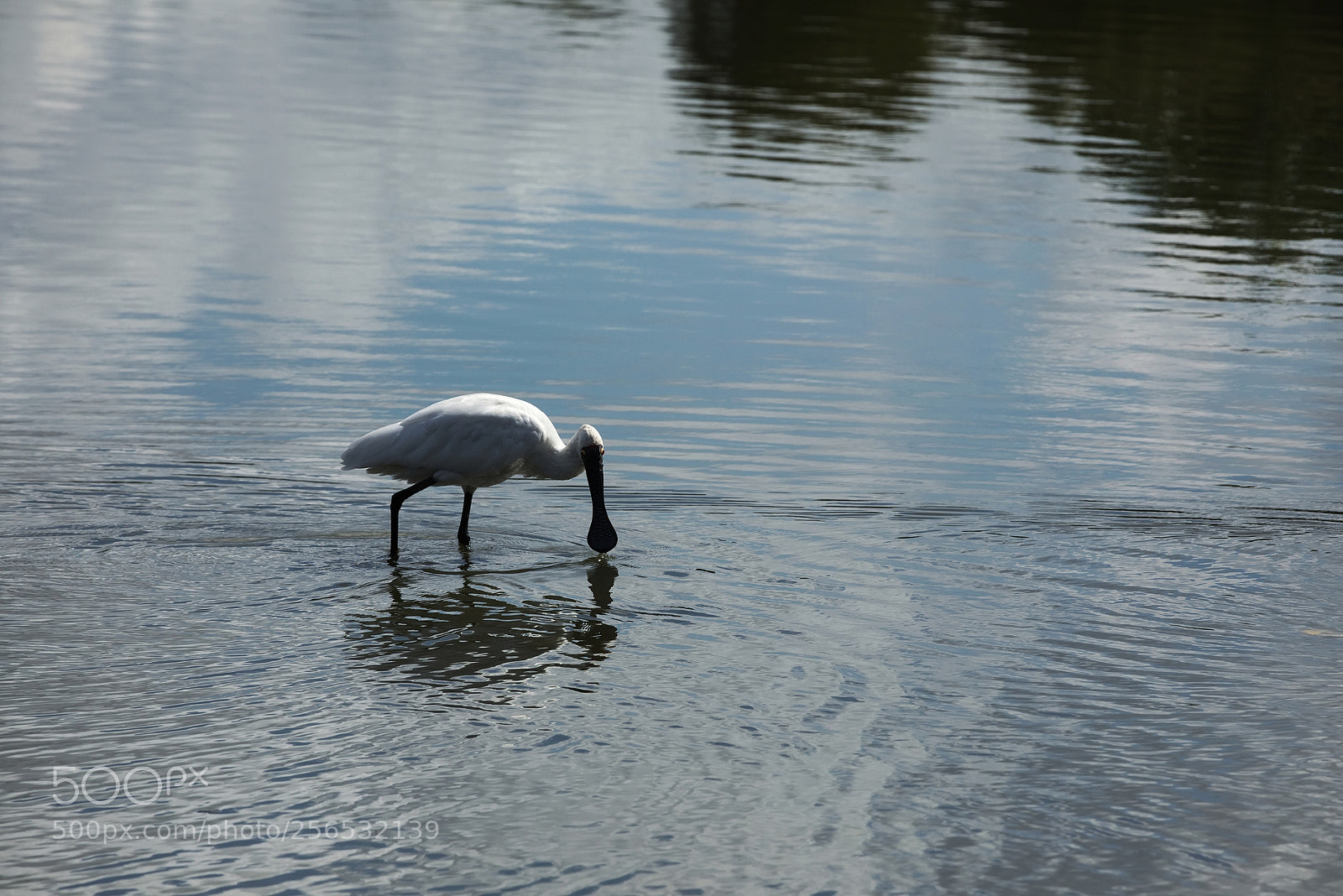 Canon EOS 5D Mark IV sample photo. Platalea regia 3 photography