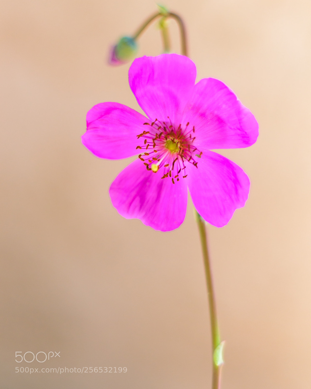 Nikon D7000 sample photo. Succulent flower  photography