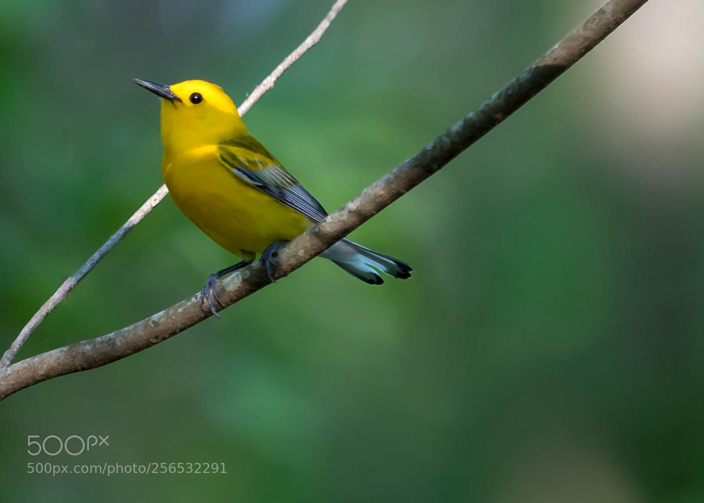 Canon EOS 5D Mark IV sample photo. _a8a6033.jpg photography