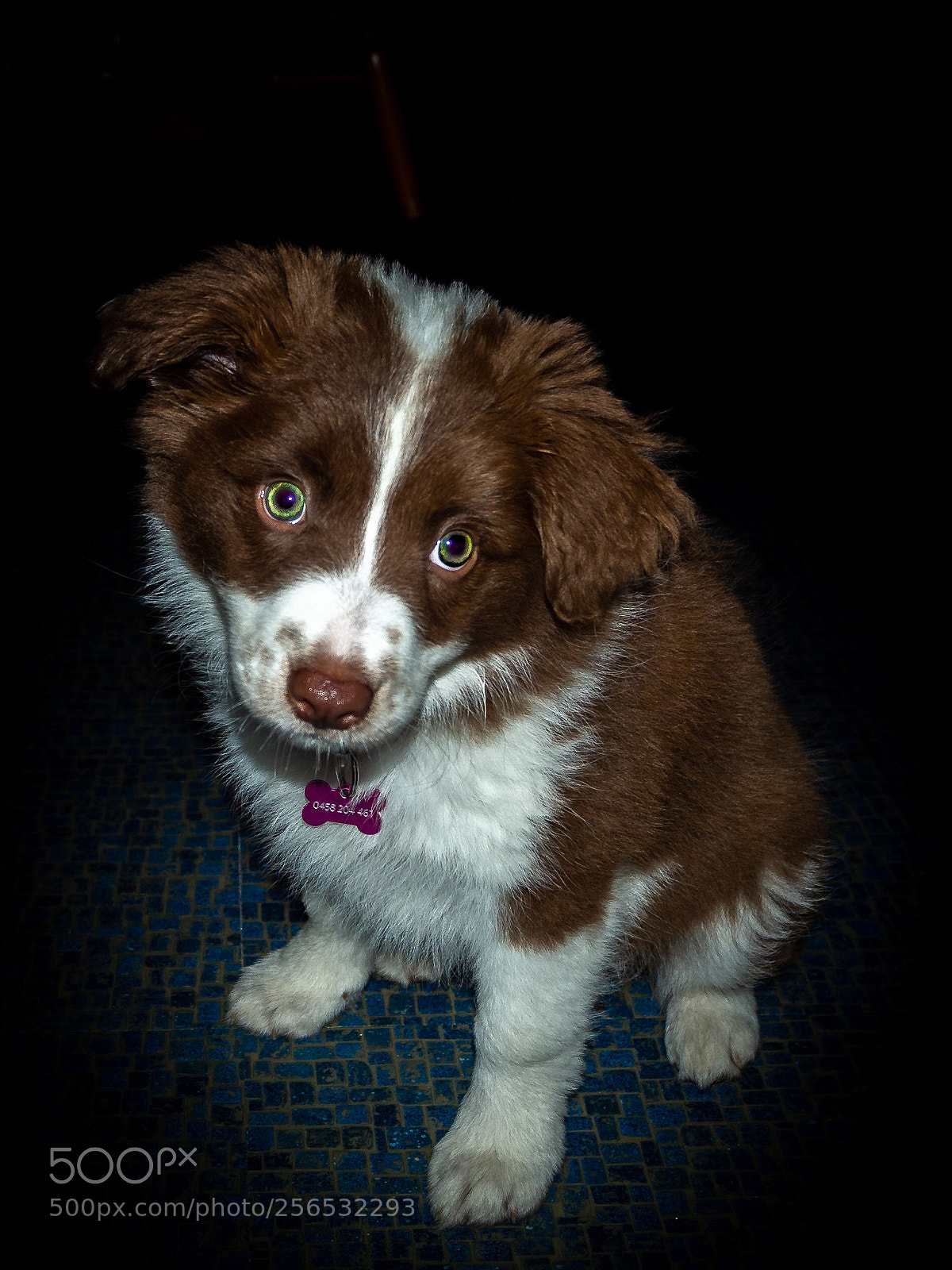 Olympus OM-D E-M10 sample photo. Puppy love photography