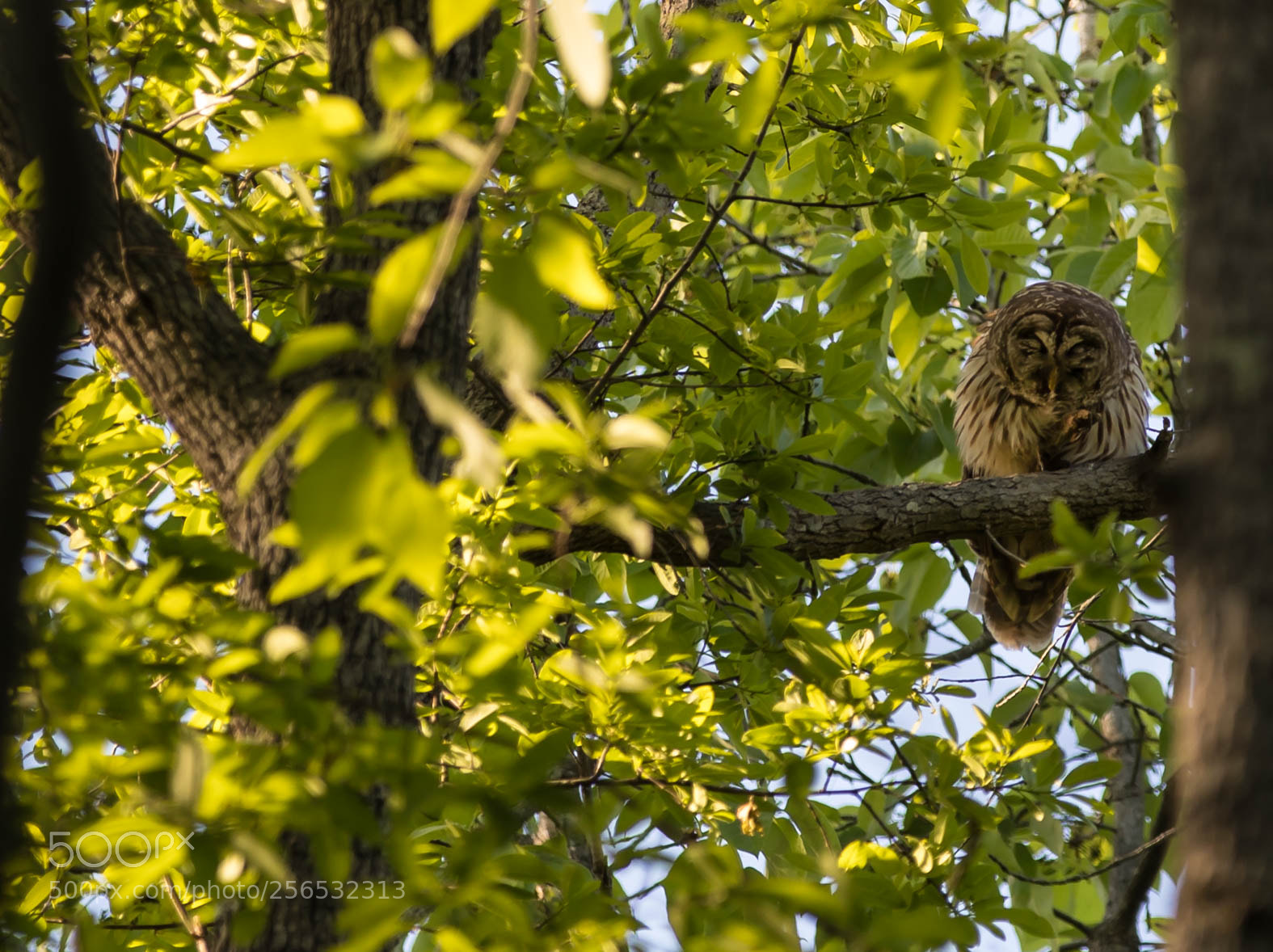 Canon EOS 5D Mark IV sample photo. _a8a6070.jpg photography