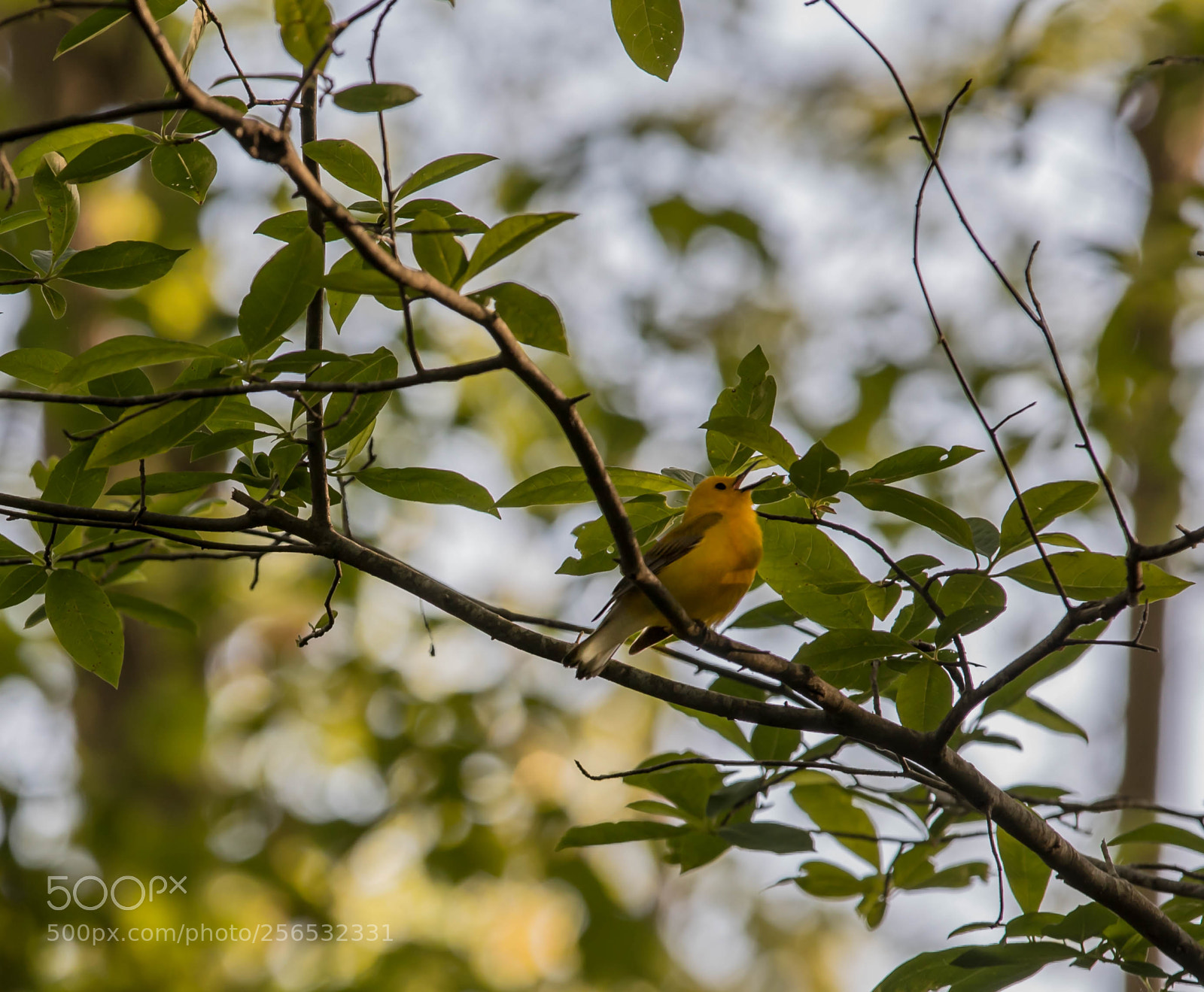 Canon EOS 5D Mark IV sample photo. _a8a6082.jpg photography