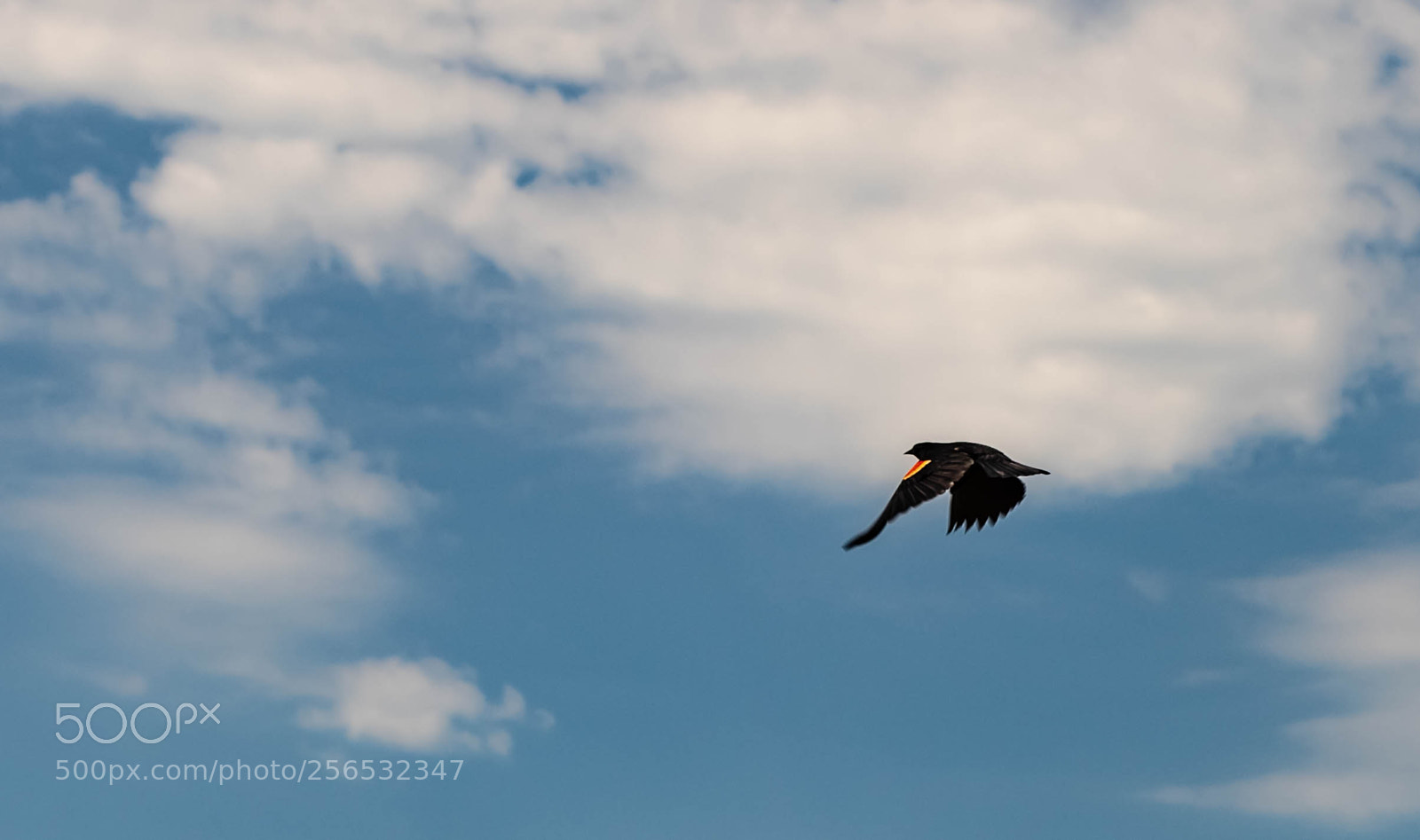 Canon EOS 80D sample photo. _mg_6032.jpg photography