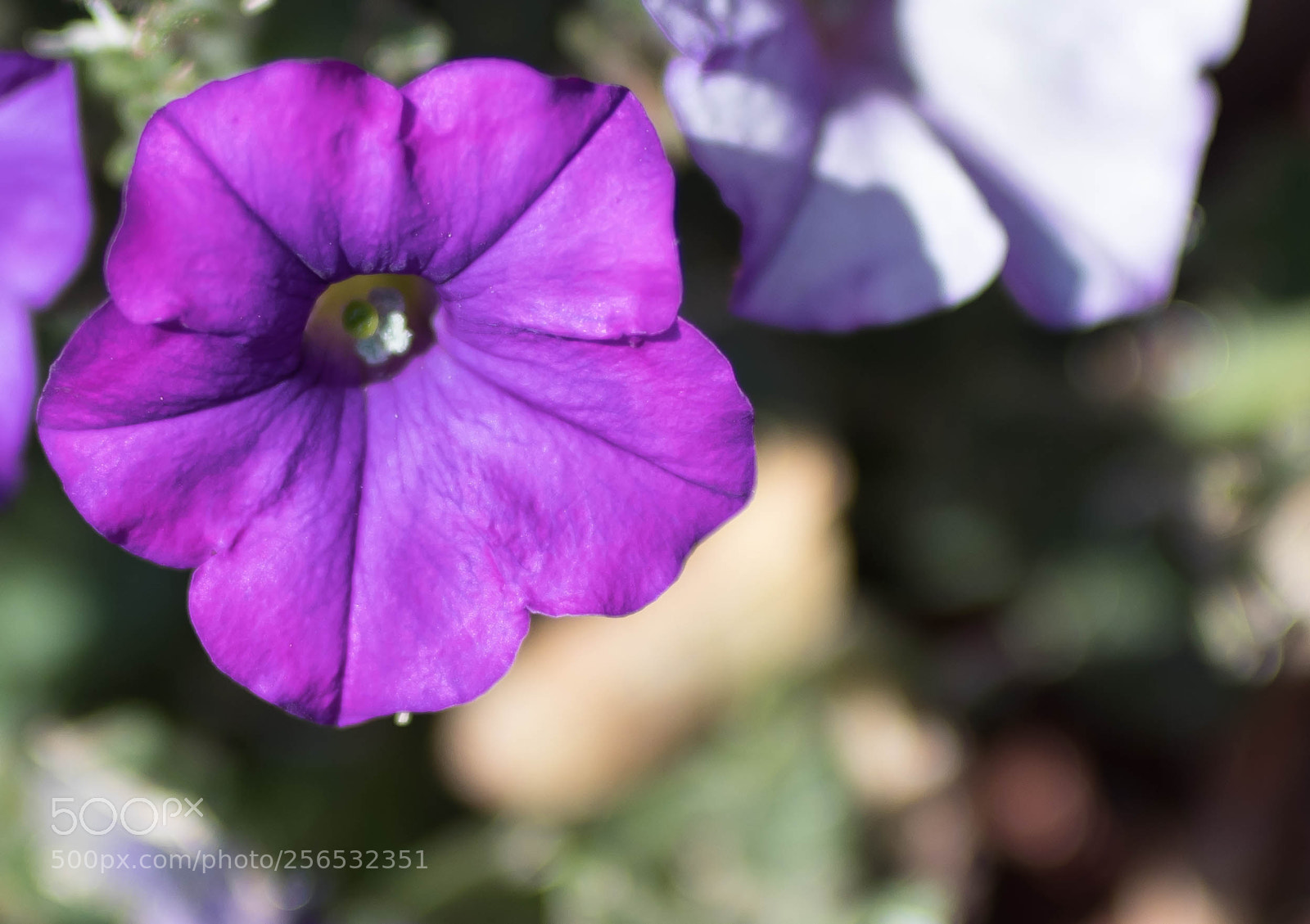 Canon EOS 80D sample photo. _mg_6075.jpg photography