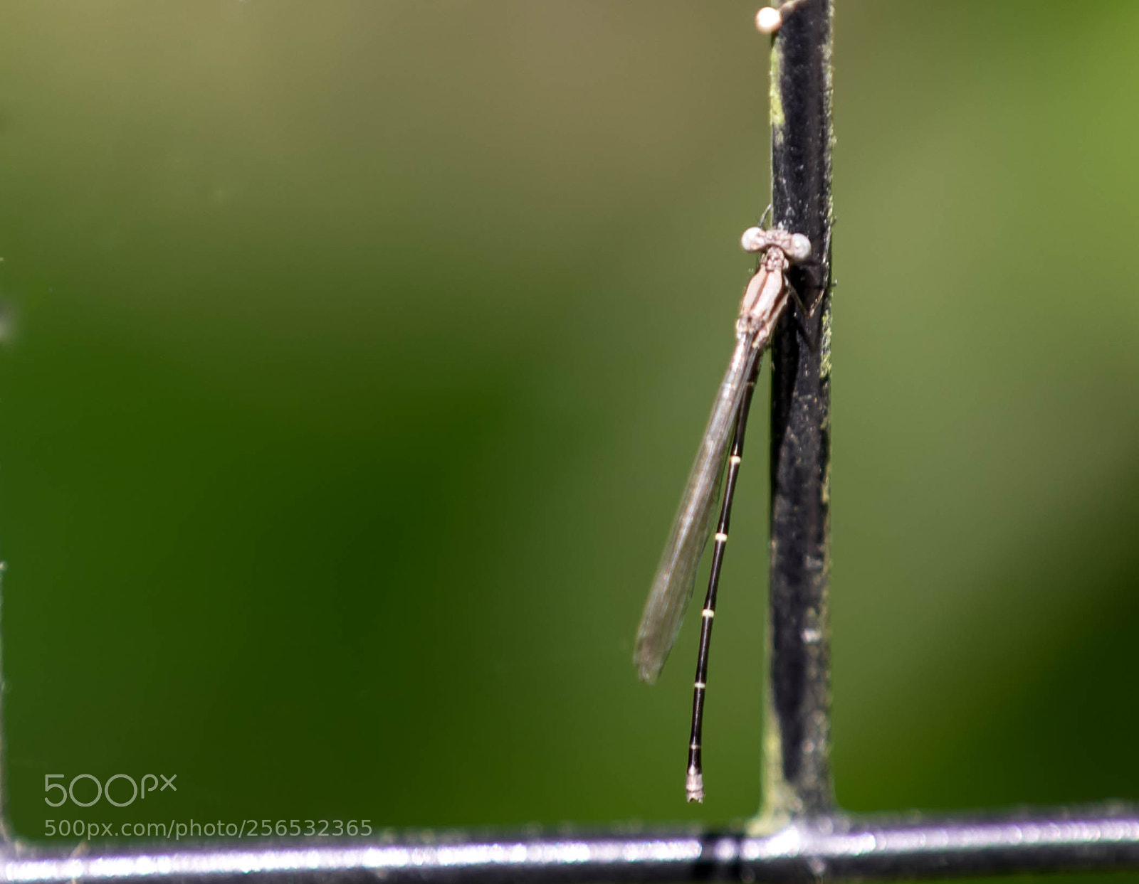 Canon EOS 5D Mark IV sample photo. _a8a6296.jpg photography