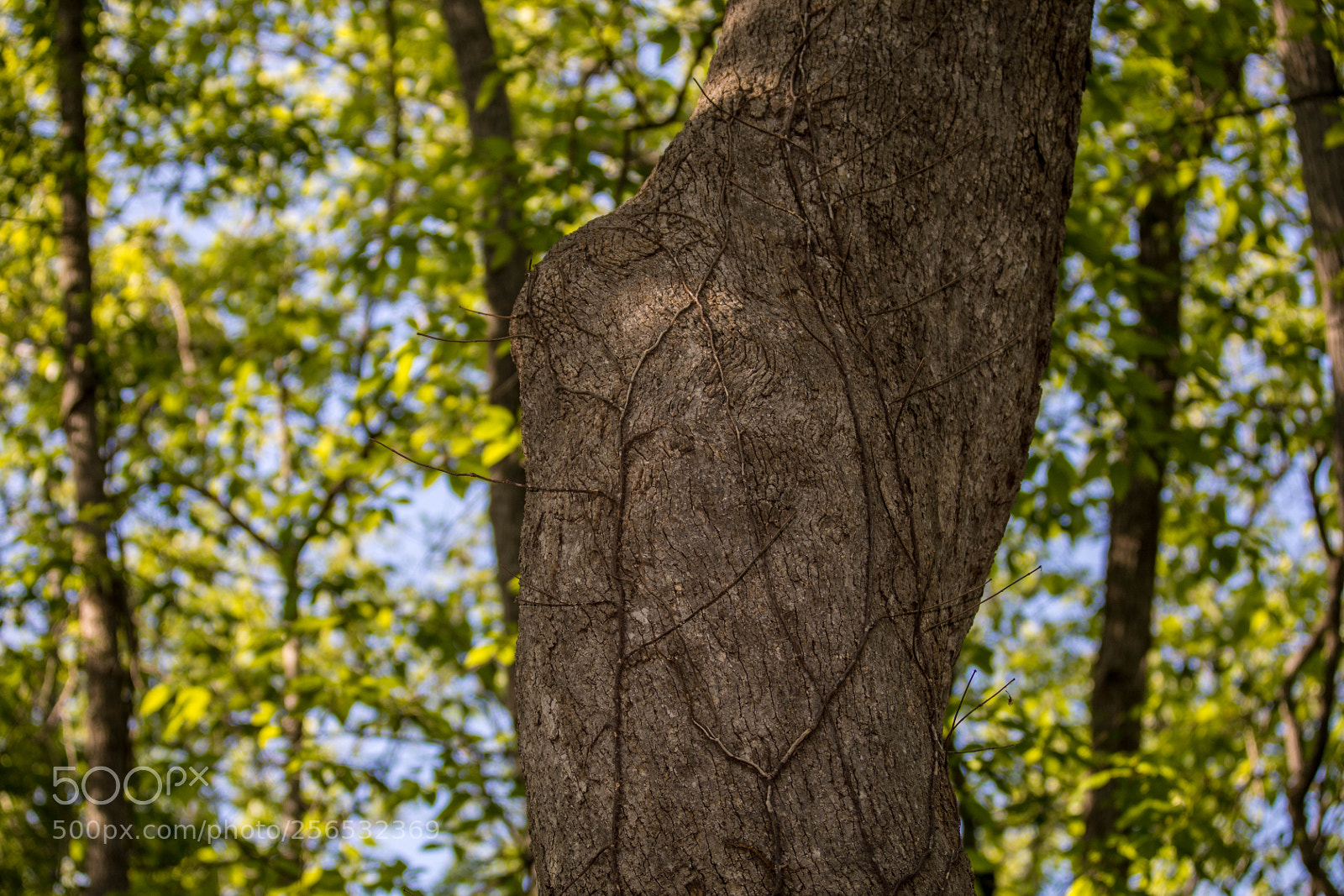 Canon EOS 5D Mark IV sample photo. _a8a6310.jpg photography