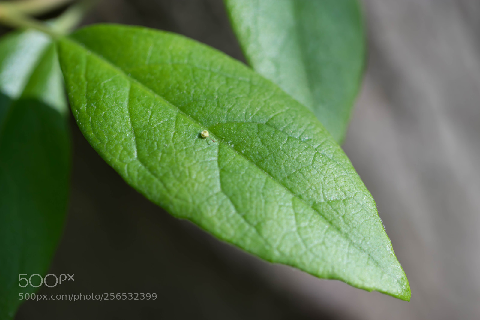 Canon EOS 80D sample photo. _mg_6087.jpg photography