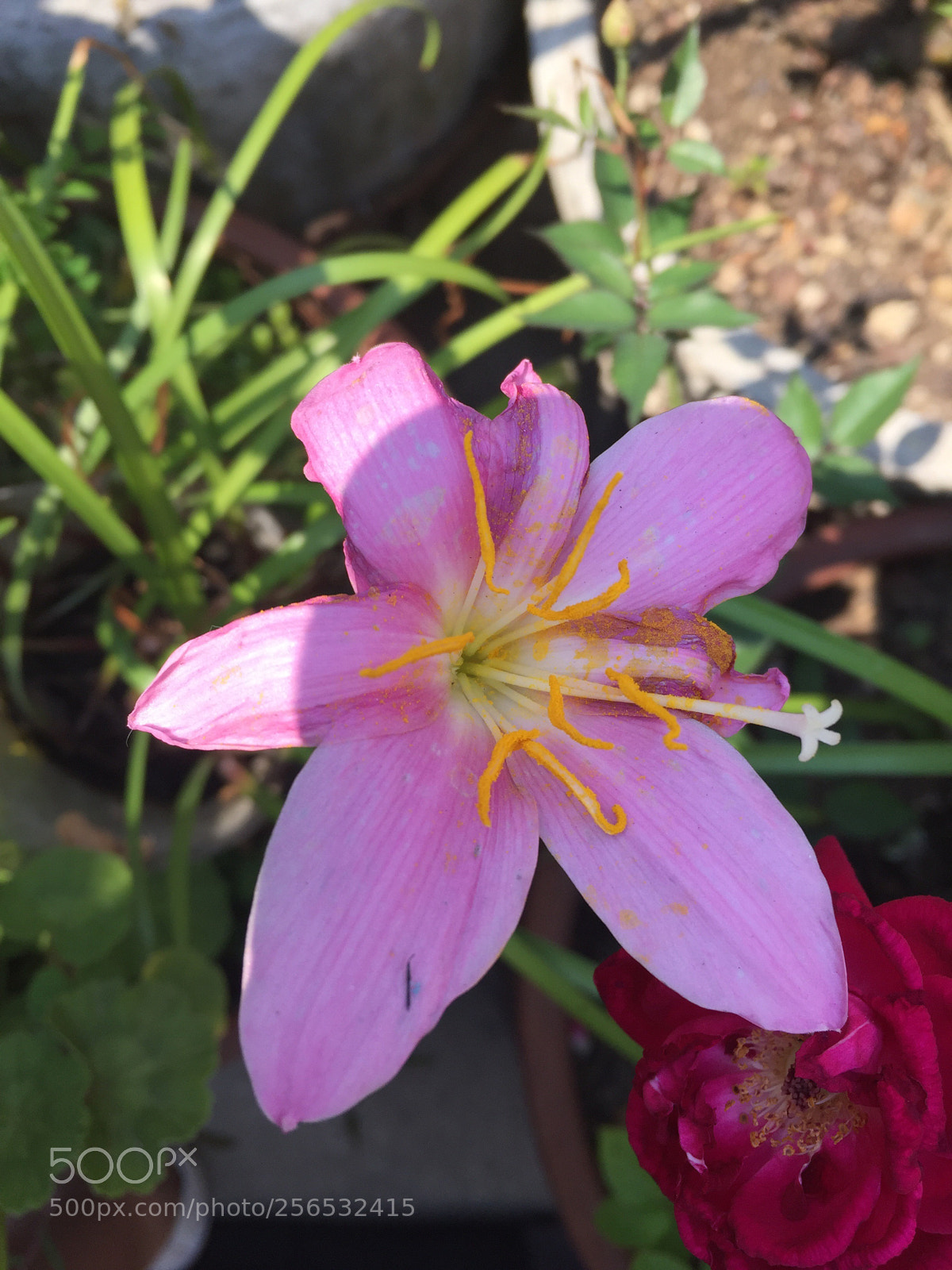 Apple iPhone 6 sample photo. Untitled photography