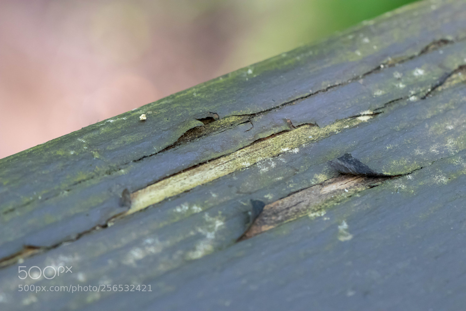 Canon EOS 80D sample photo. _mg_6088.jpg photography
