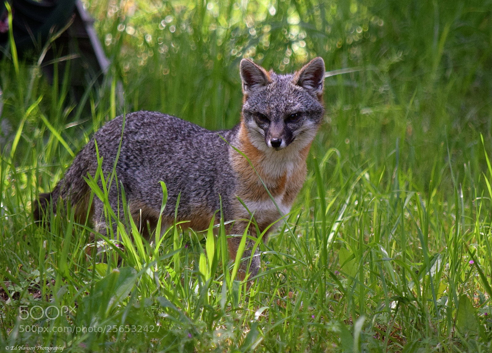 Nikon D3300 sample photo. Fox photography