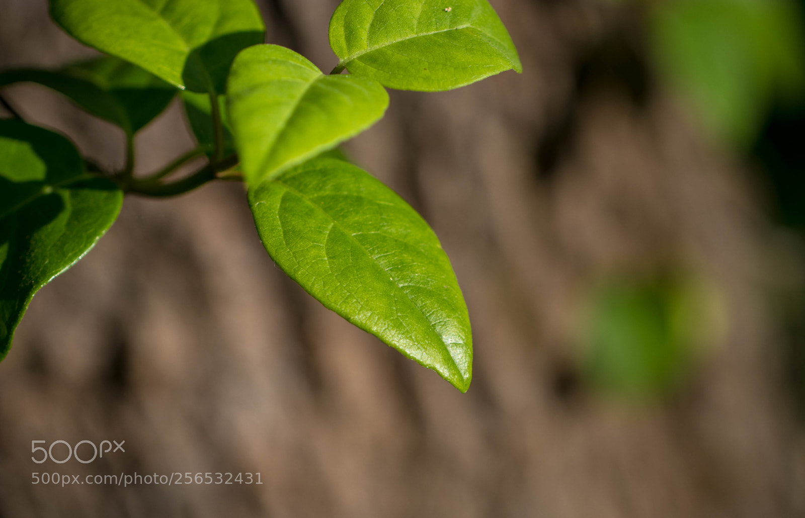 Canon EOS 80D sample photo. _mg_6095.jpg photography
