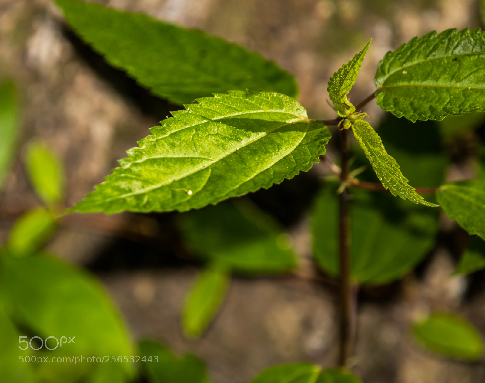 Canon EOS 5D Mark IV sample photo. _a8a6363.jpg photography