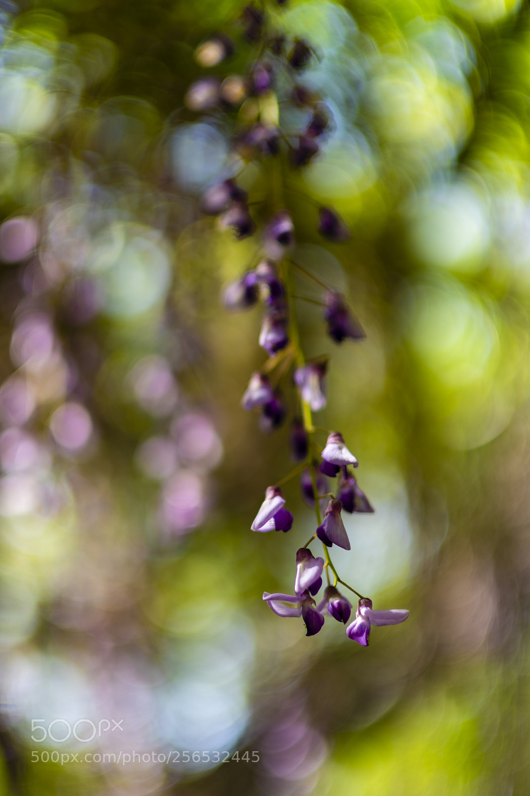 Sony a7R III sample photo. Wisteria photography
