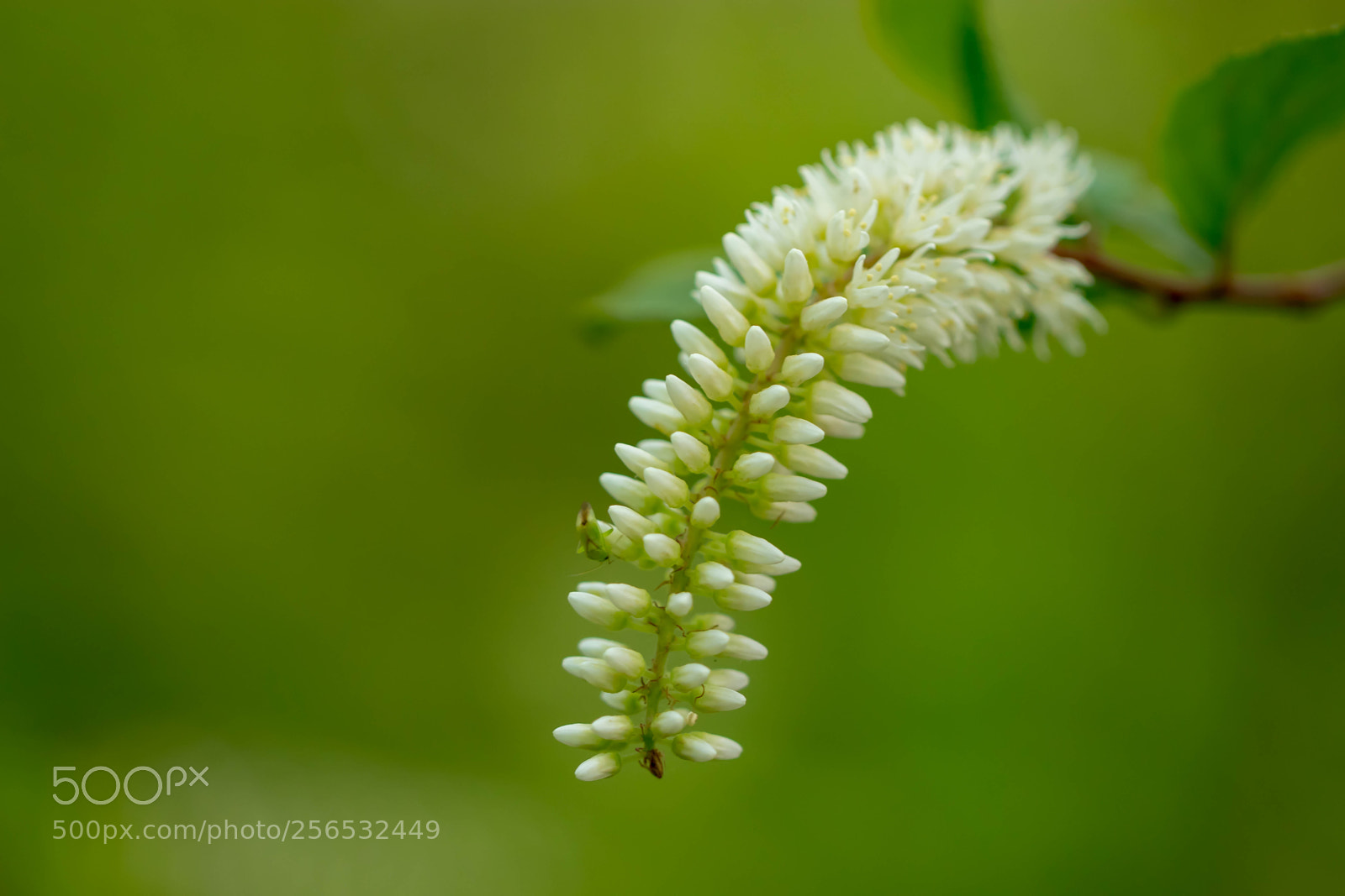 Canon EOS 80D sample photo. _mg_6113.jpg photography