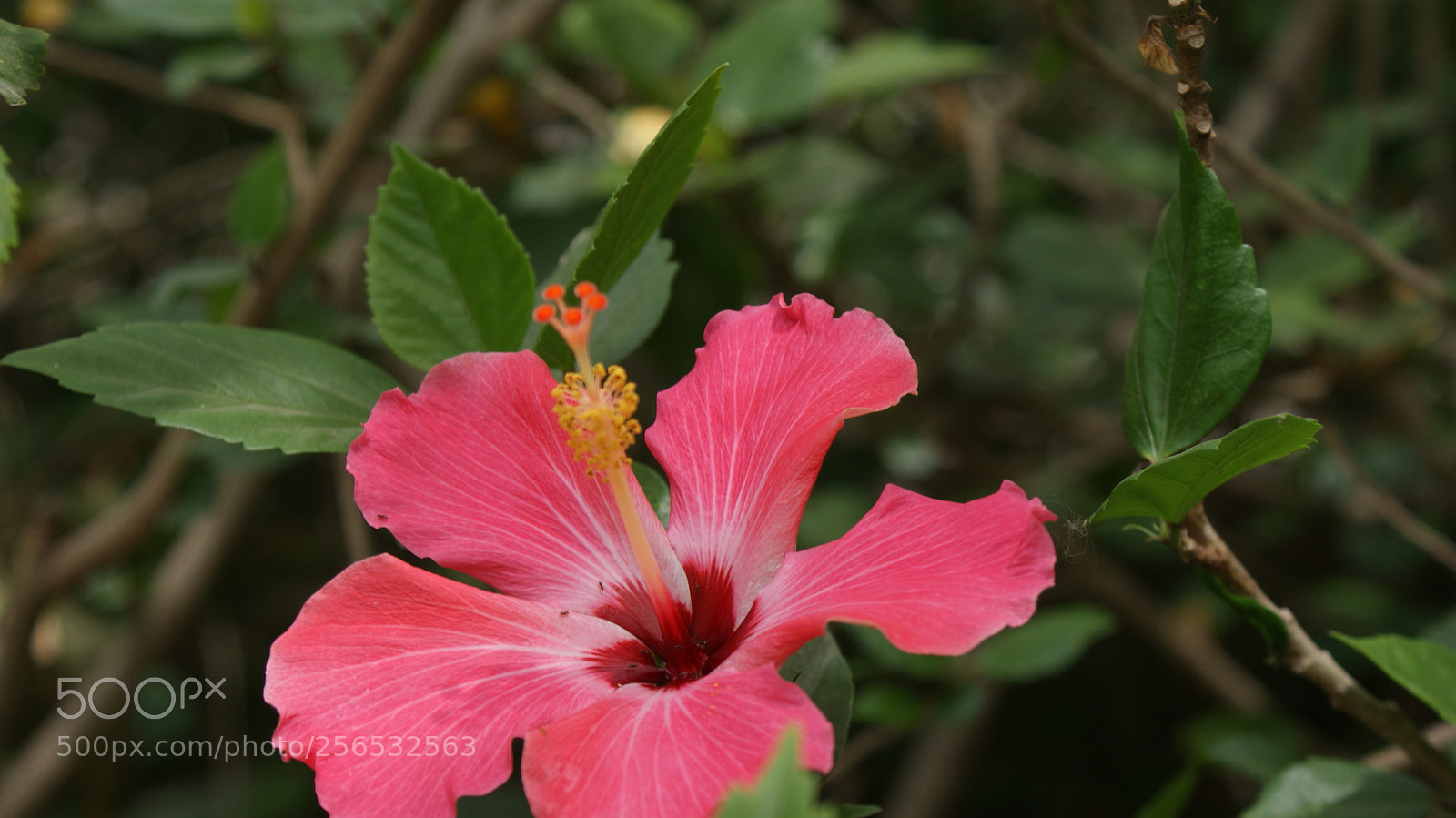 Sony DT 18-70mm F3.5-5.6 sample photo. Pink flower photography