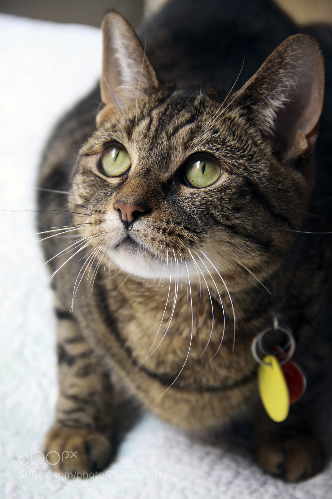 Canon EOS 50D sample photo. Lola photography