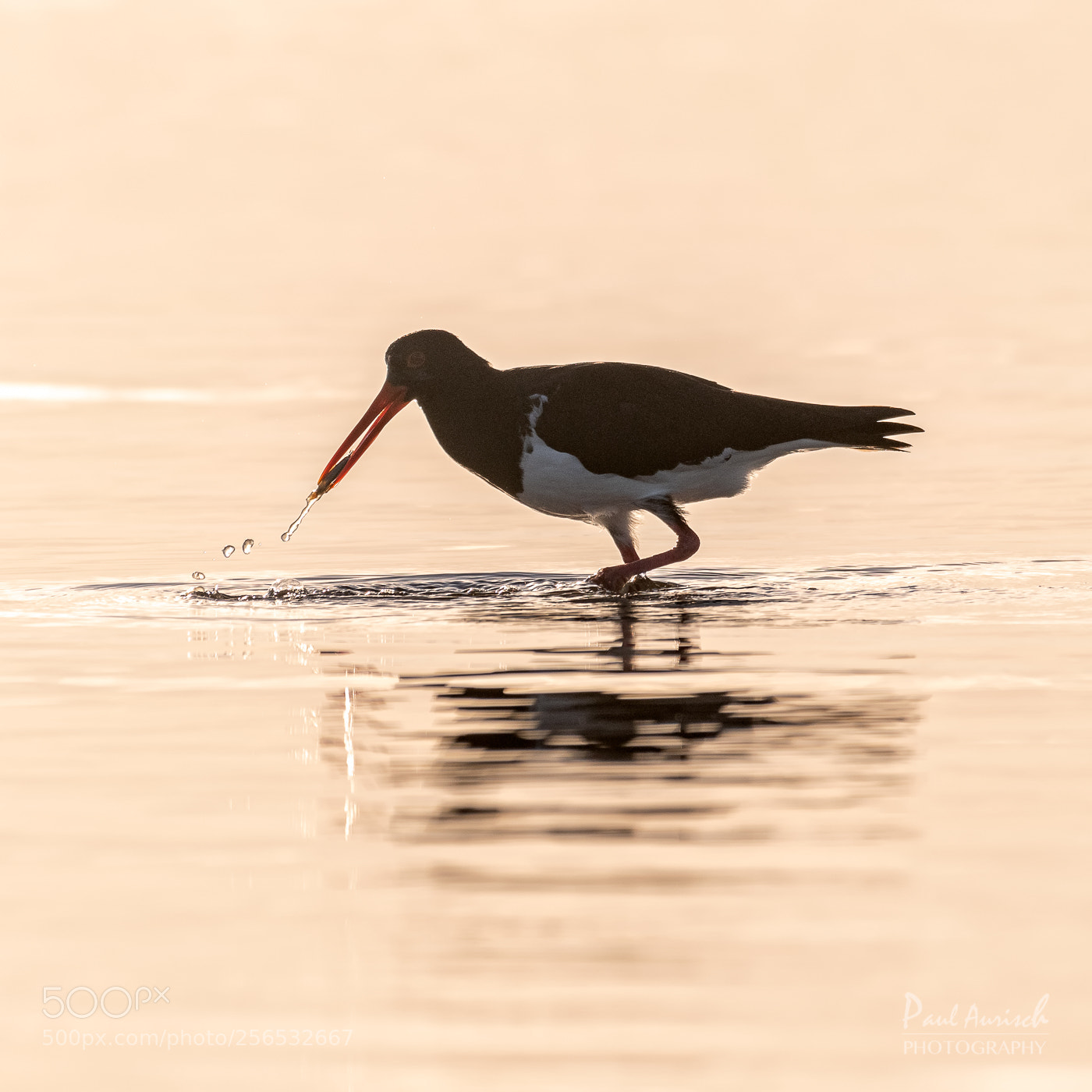 Nikon D500 sample photo. Pied oystercatcher photography