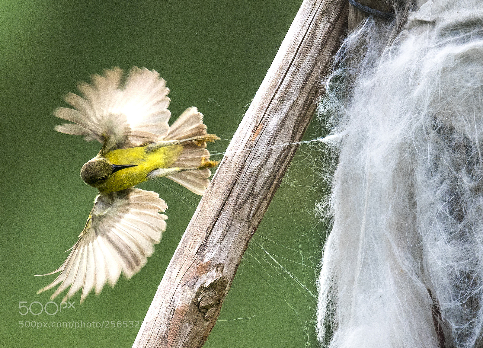 Nikon D500 sample photo. Nest lining photography
