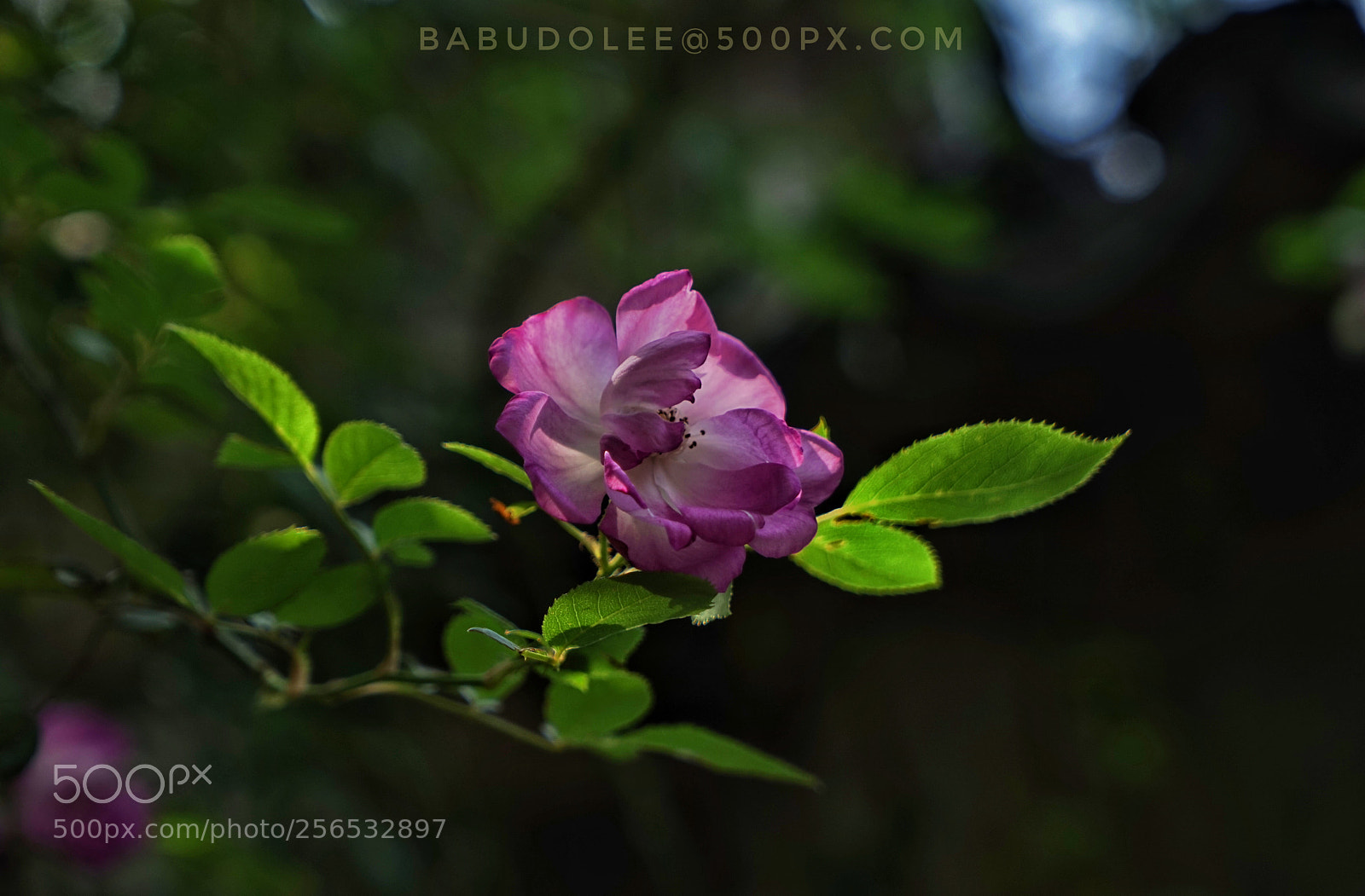 Sony a7 sample photo.  rose photography