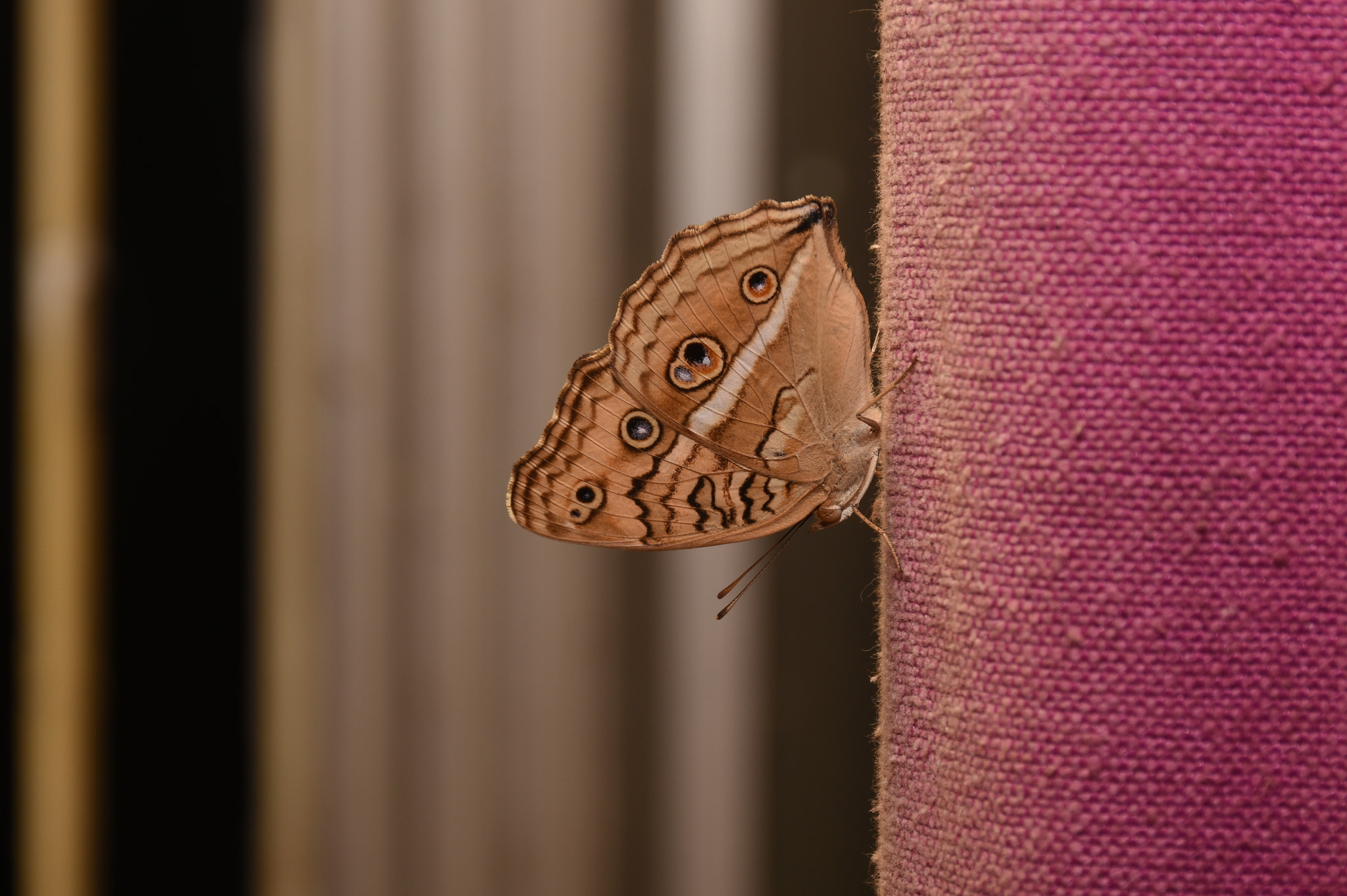 Nikon D5600 sample photo
