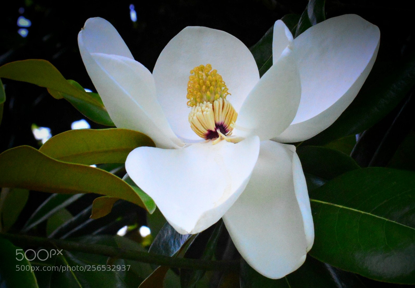 Nikon D3200 sample photo. White magnolia photography