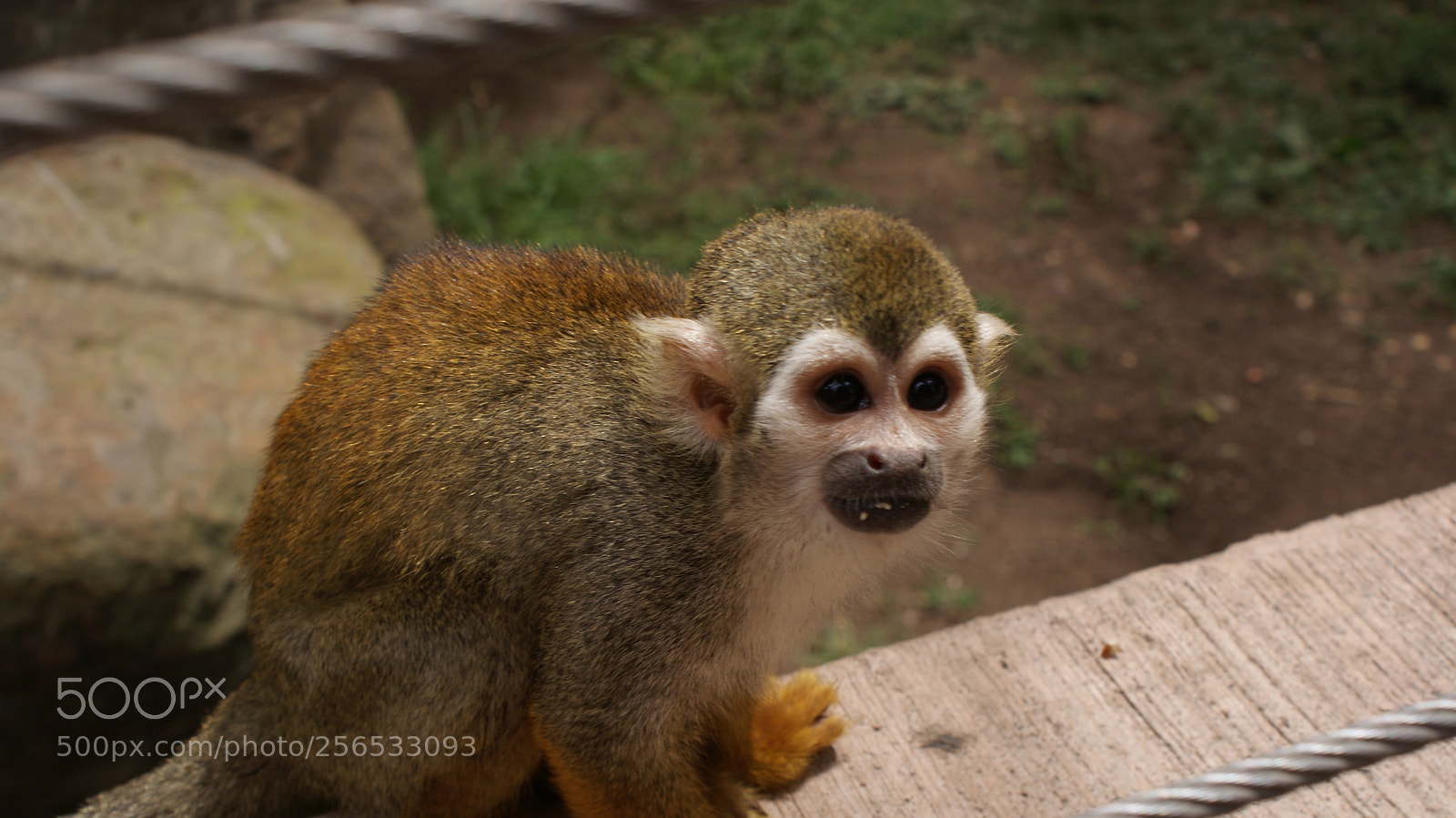 Sony DT 18-70mm F3.5-5.6 sample photo. Mono asustado photography