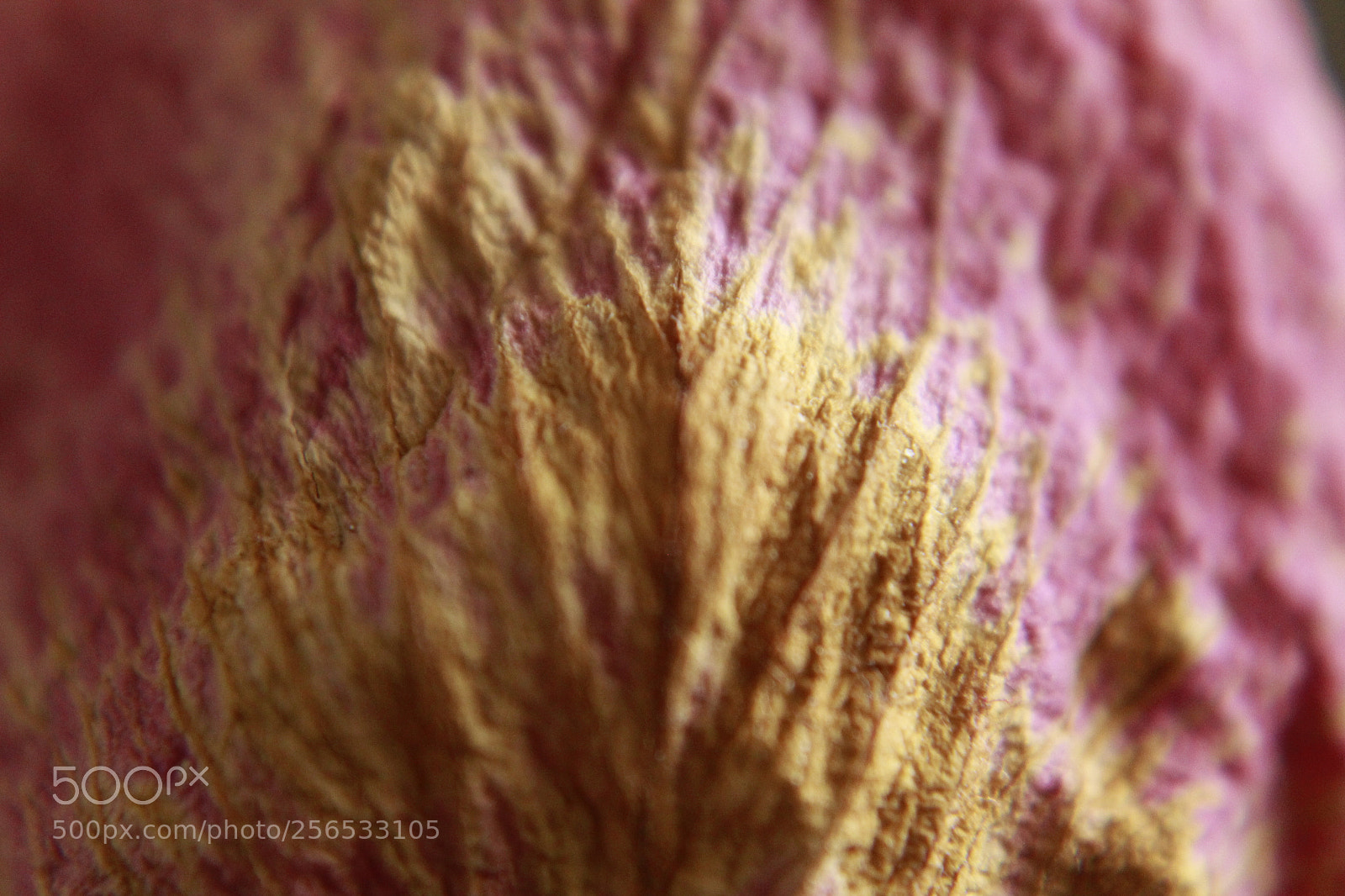 Canon EOS 1200D (EOS Rebel T5 / EOS Kiss X70 / EOS Hi) sample photo. Pink slipper photography