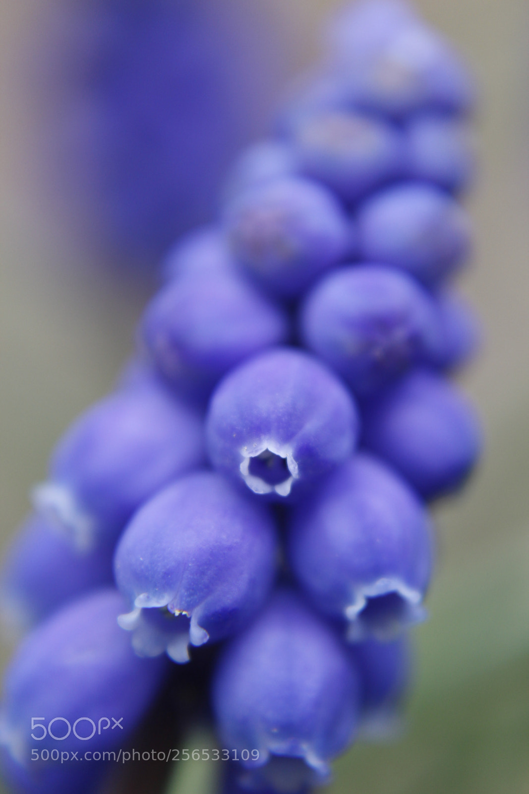 Canon EOS 1200D (EOS Rebel T5 / EOS Kiss X70 / EOS Hi) sample photo. Bonnets photography