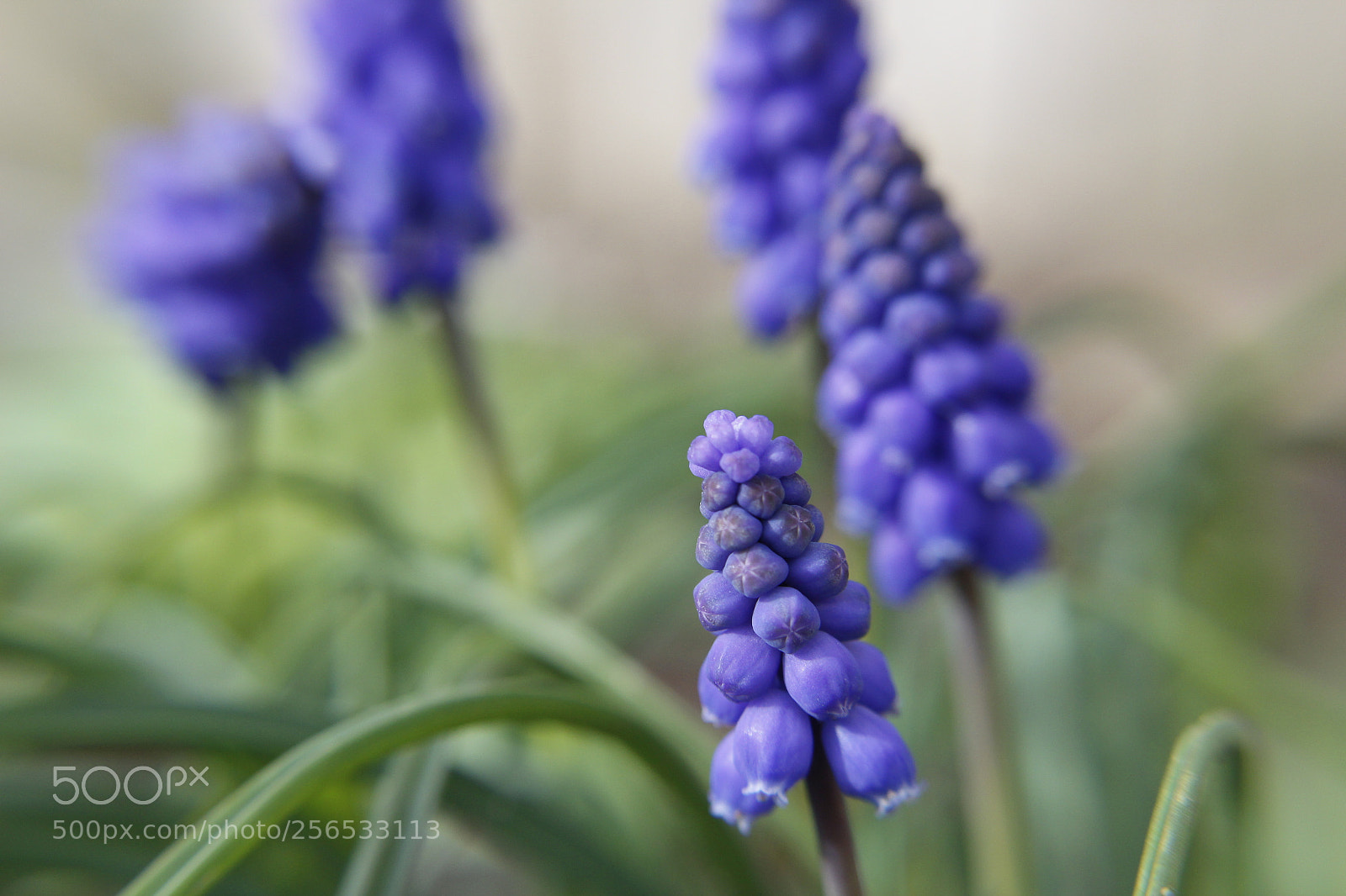 Canon EOS 1200D (EOS Rebel T5 / EOS Kiss X70 / EOS Hi) sample photo. Bonnets 2 photography