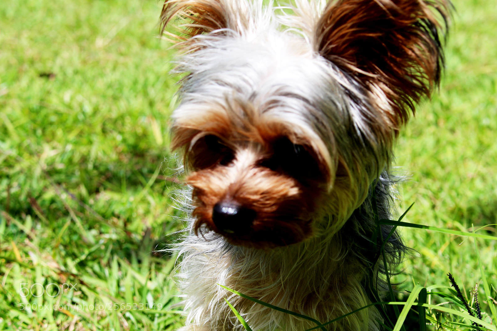 Canon EOS 700D (EOS Rebel T5i / EOS Kiss X7i) sample photo. Coco photography