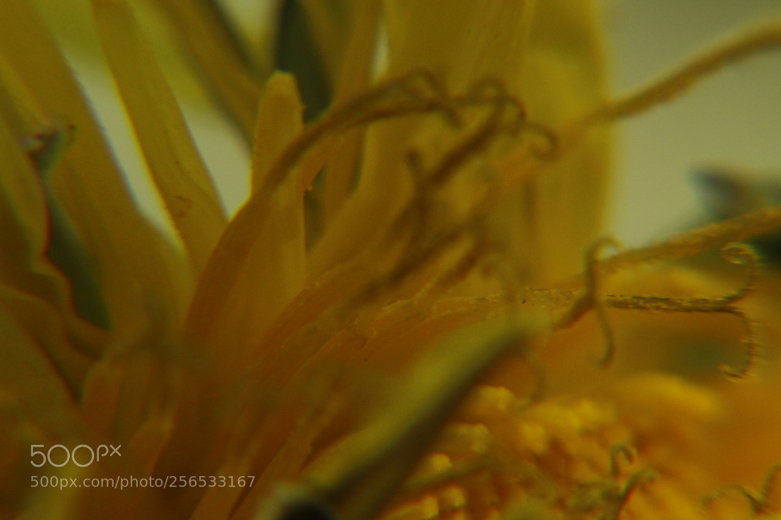 Canon EF 75-300mm f/4-5.6 sample photo. It's alive photography
