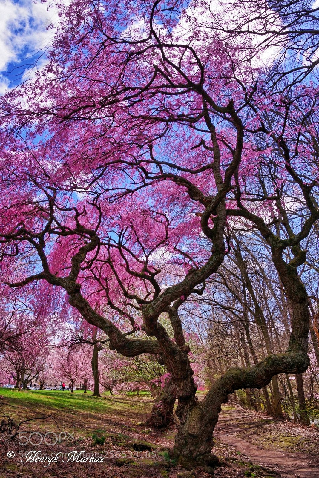 Pentax K-1 sample photo. Branch brook park photography