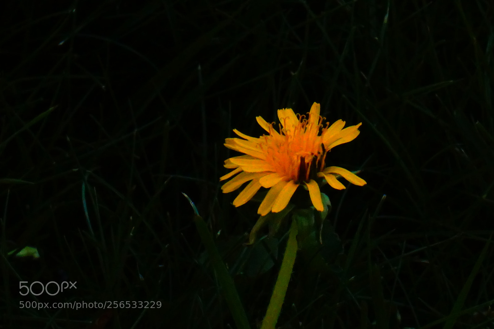 Sony a6000 sample photo. Flower photography