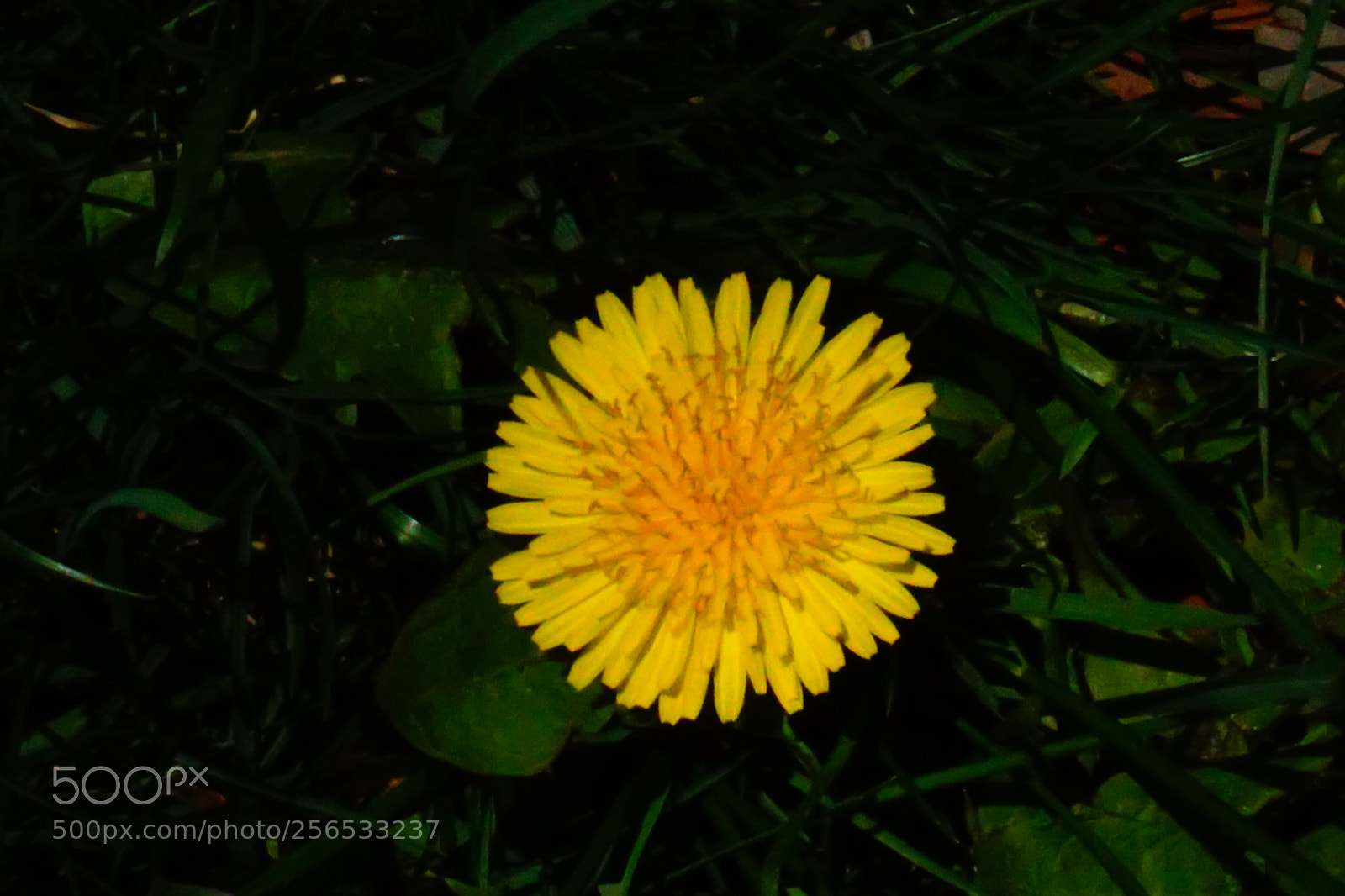 Sony a6000 sample photo. Flower photography