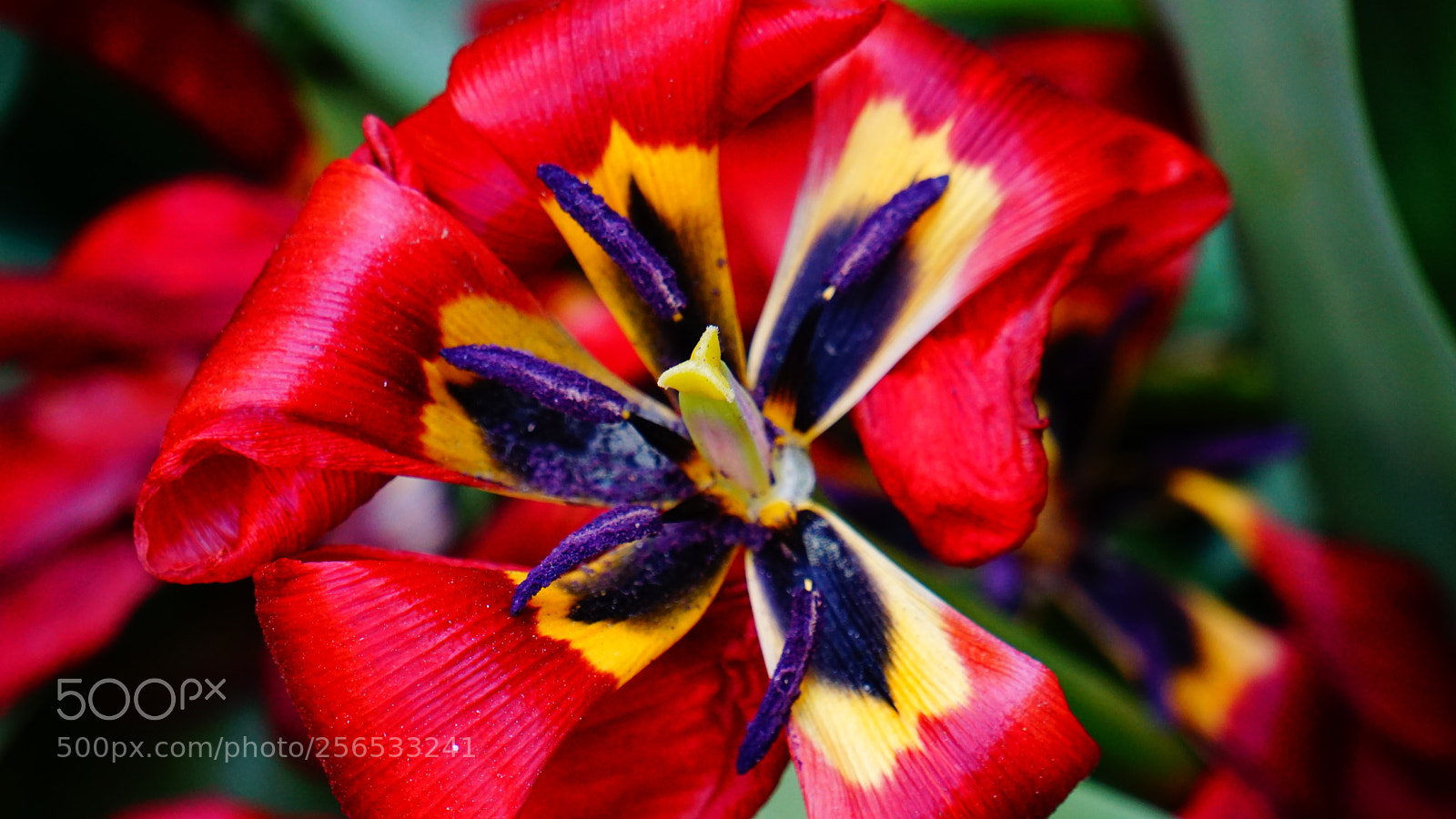 Sony a6000 sample photo. Flower photography