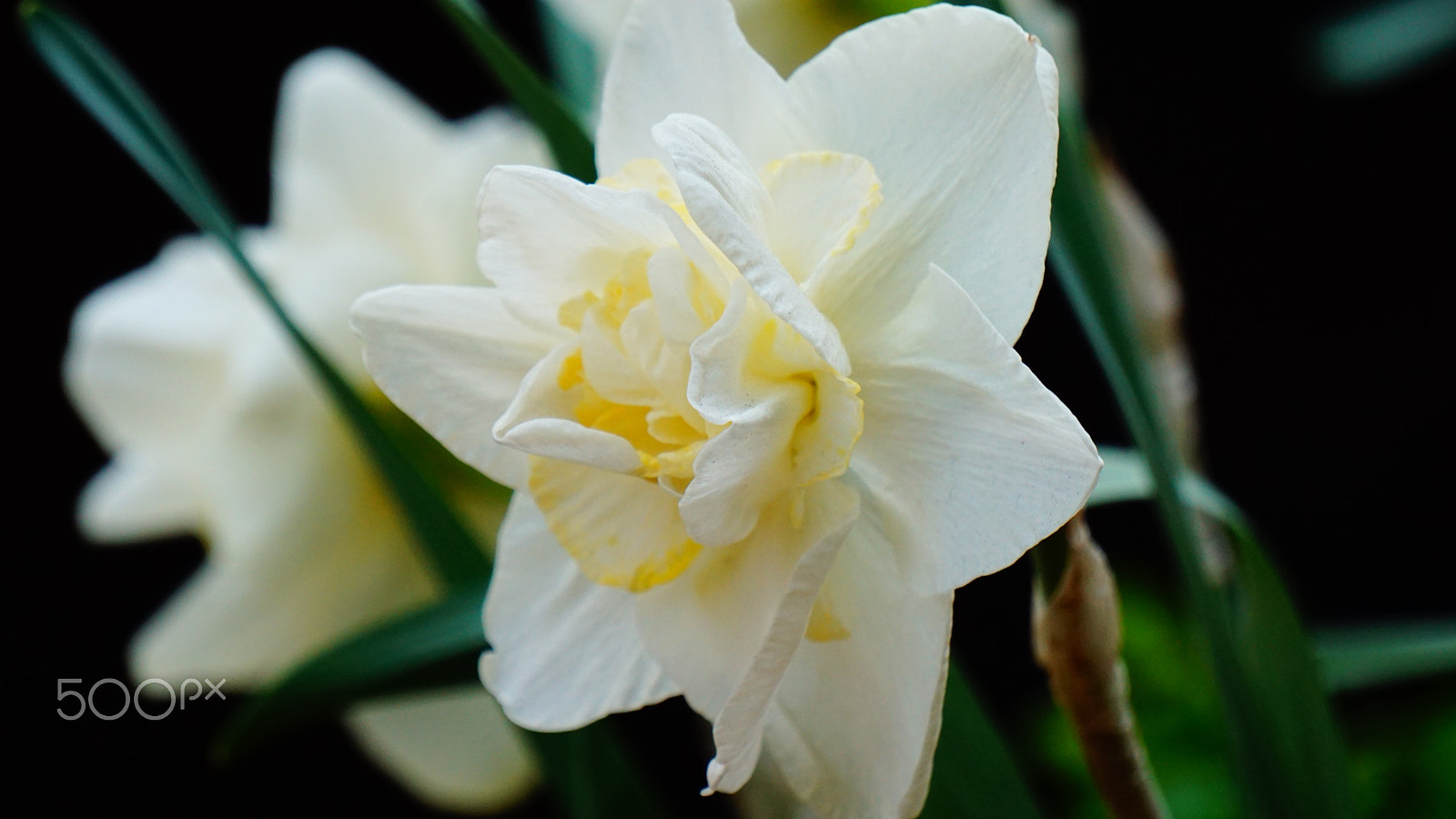 Sony E 55-210mm F4.5-6.3 OSS sample photo. Flower photography